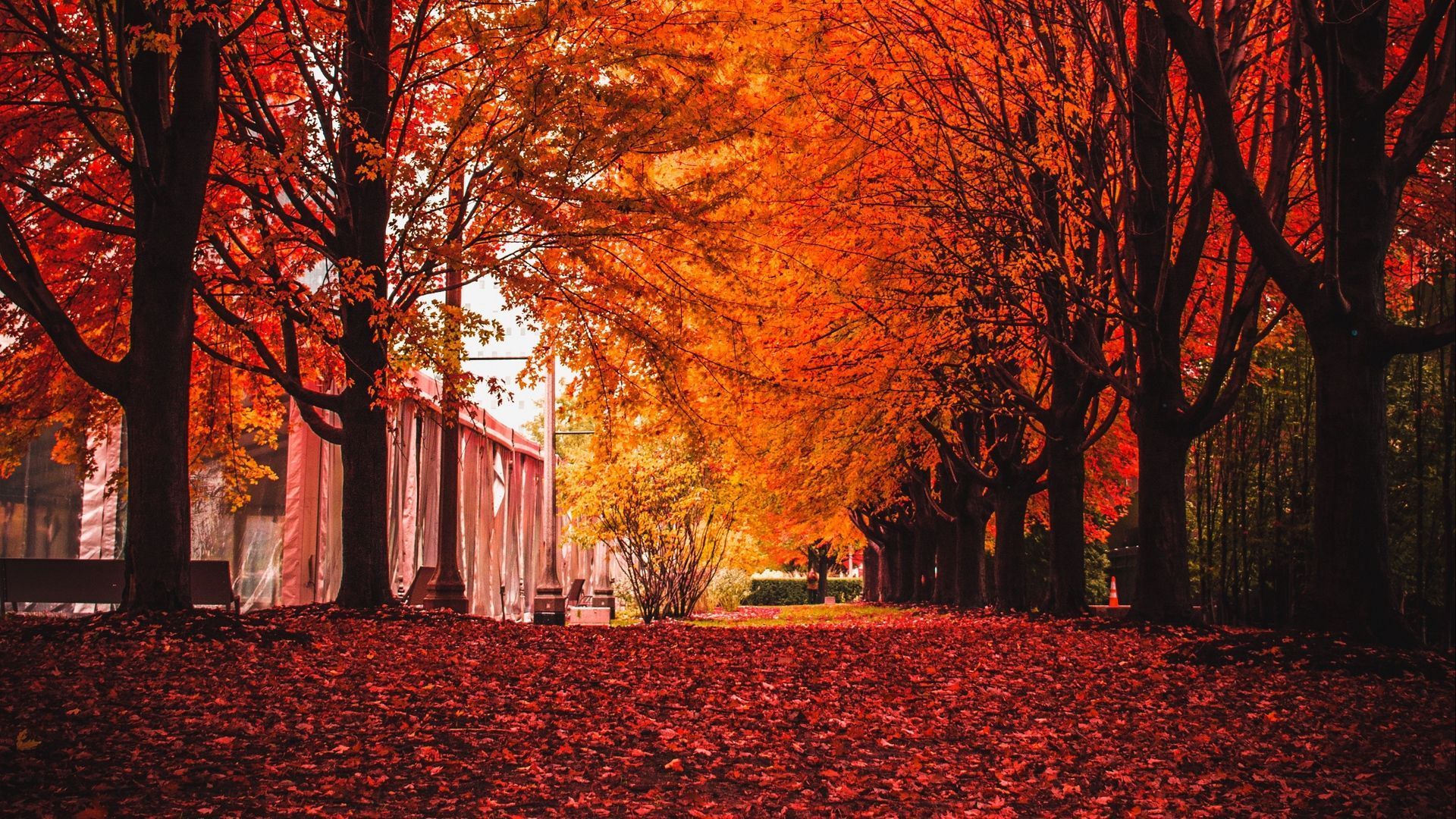 1920x1080 Wallpaper autumn, park, trees