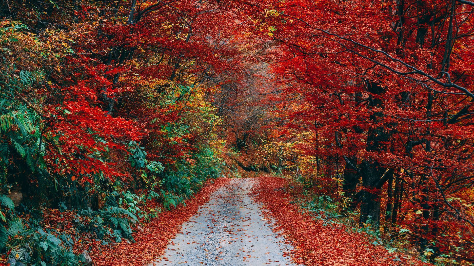 1920x1080 Download wallpaper 1920x1080 autumn