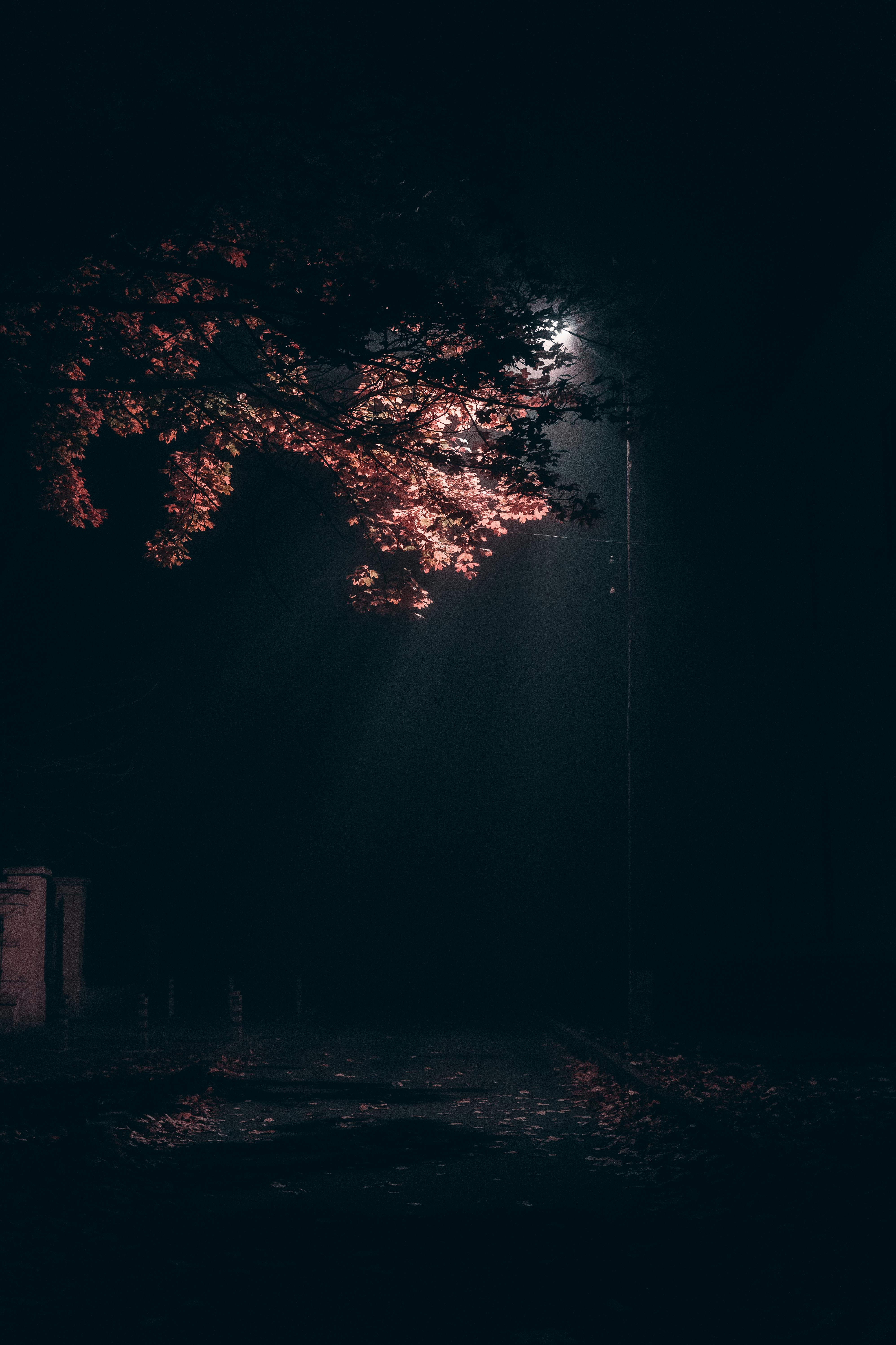 3992x5988 Low Light Photo, Download The BEST Free Low Light & HD Image