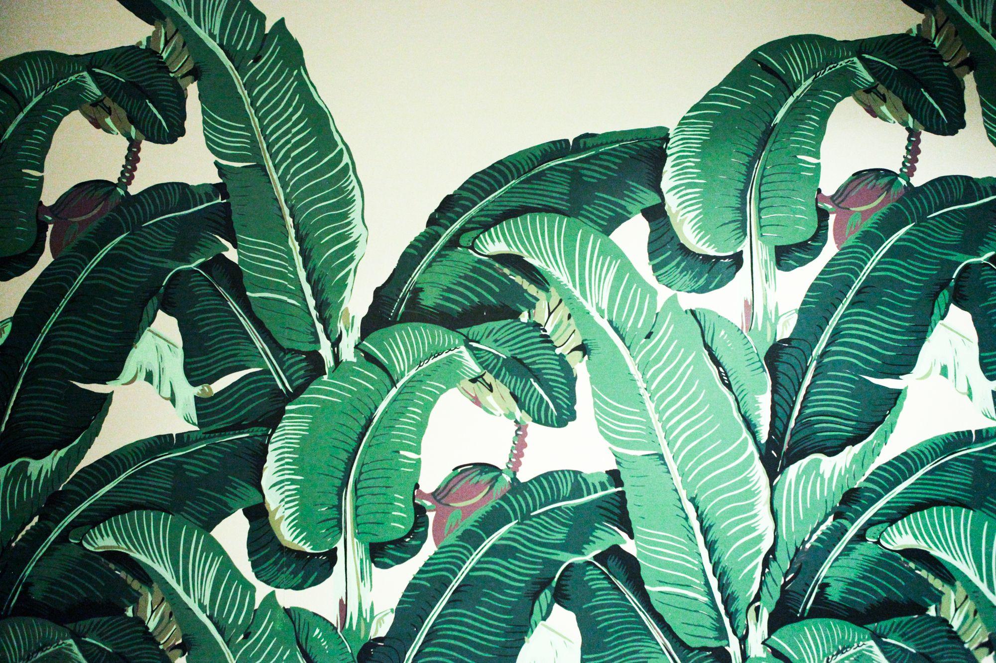 2000x1333 Banana Leaf Image Free