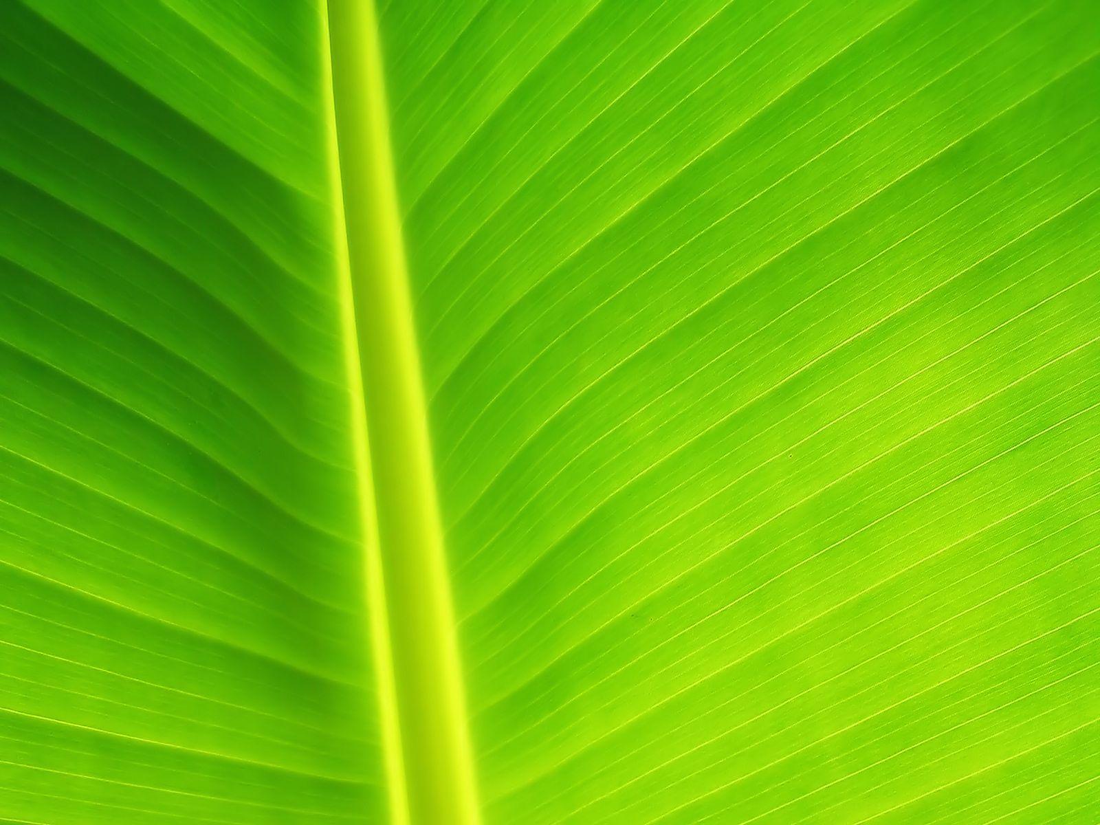1600x1200 Saturday 03rd October 2015 Banana Leaf Desktop