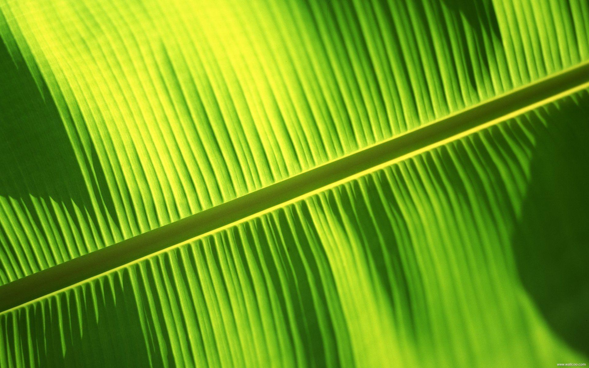 1920x1200 Banana Leaf wallpaperx1200