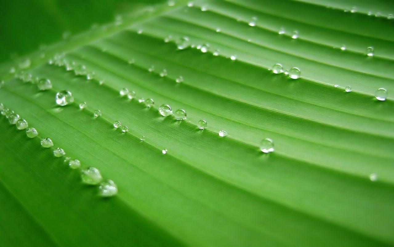 1280x804 Banana Leaves wallpaper. Banana Leaves