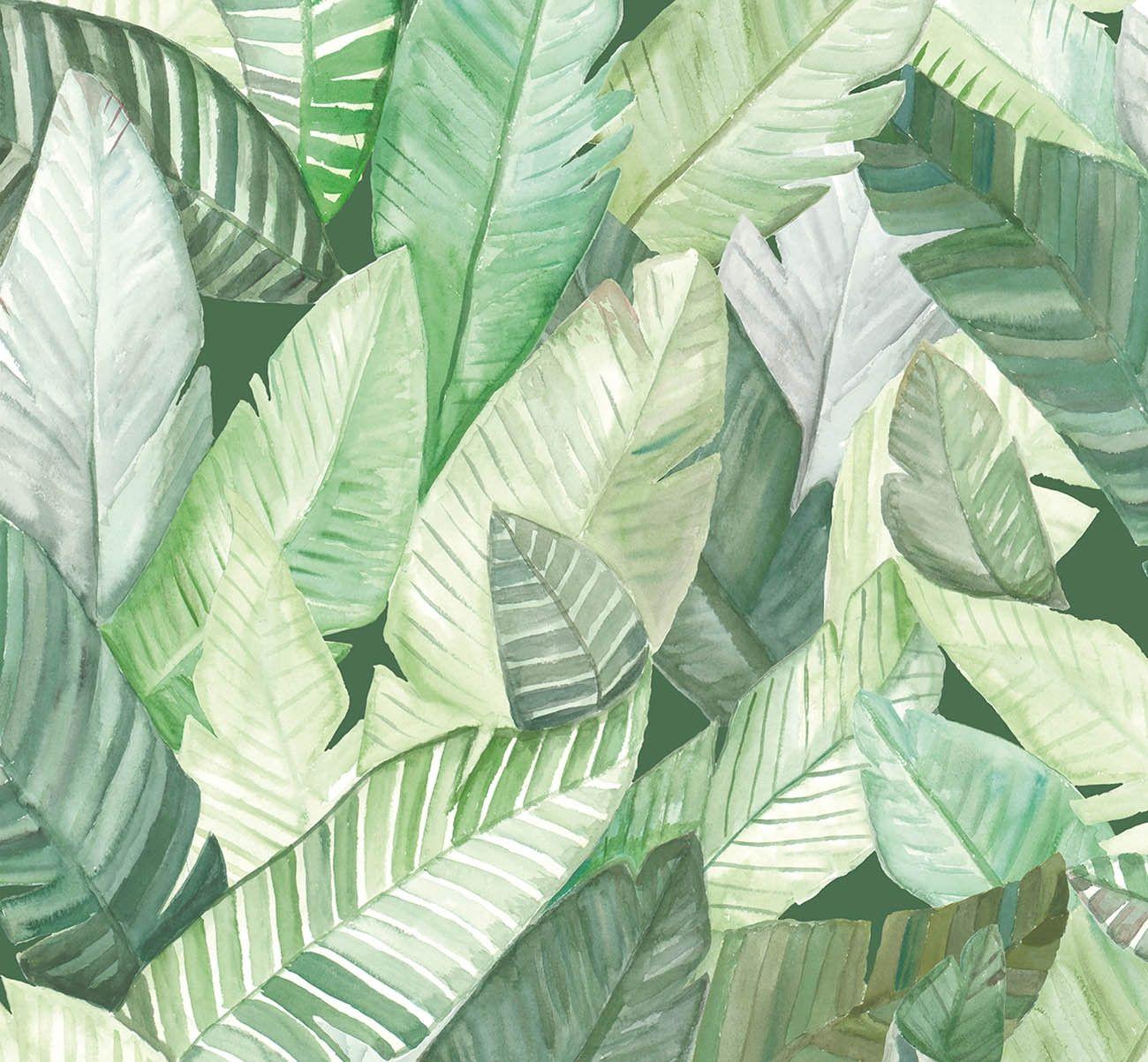 Banana Leaves Wallpapers - Top Free Banana Leaves Backgrounds