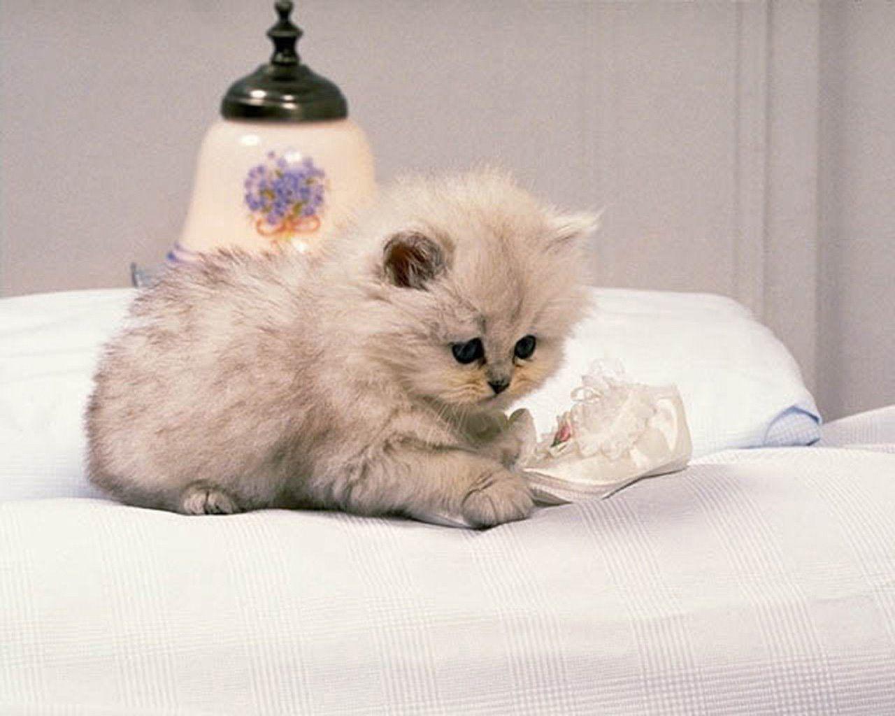 1280x1024 Cute White Cat Wallpaper Image Wallpaper