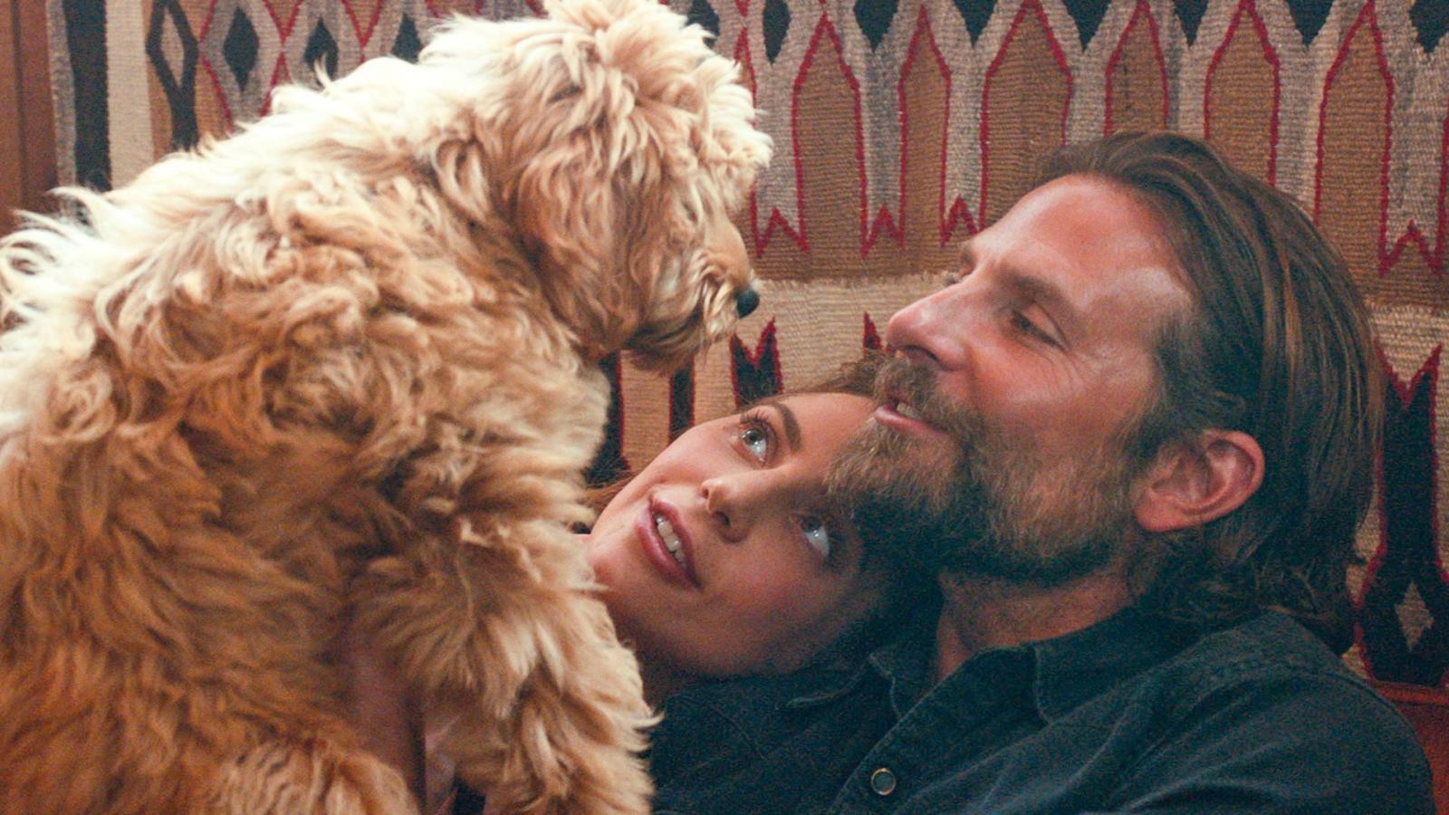 1600x900 Bradley Cooper's dog Charlie merits Oscar for A Star Is