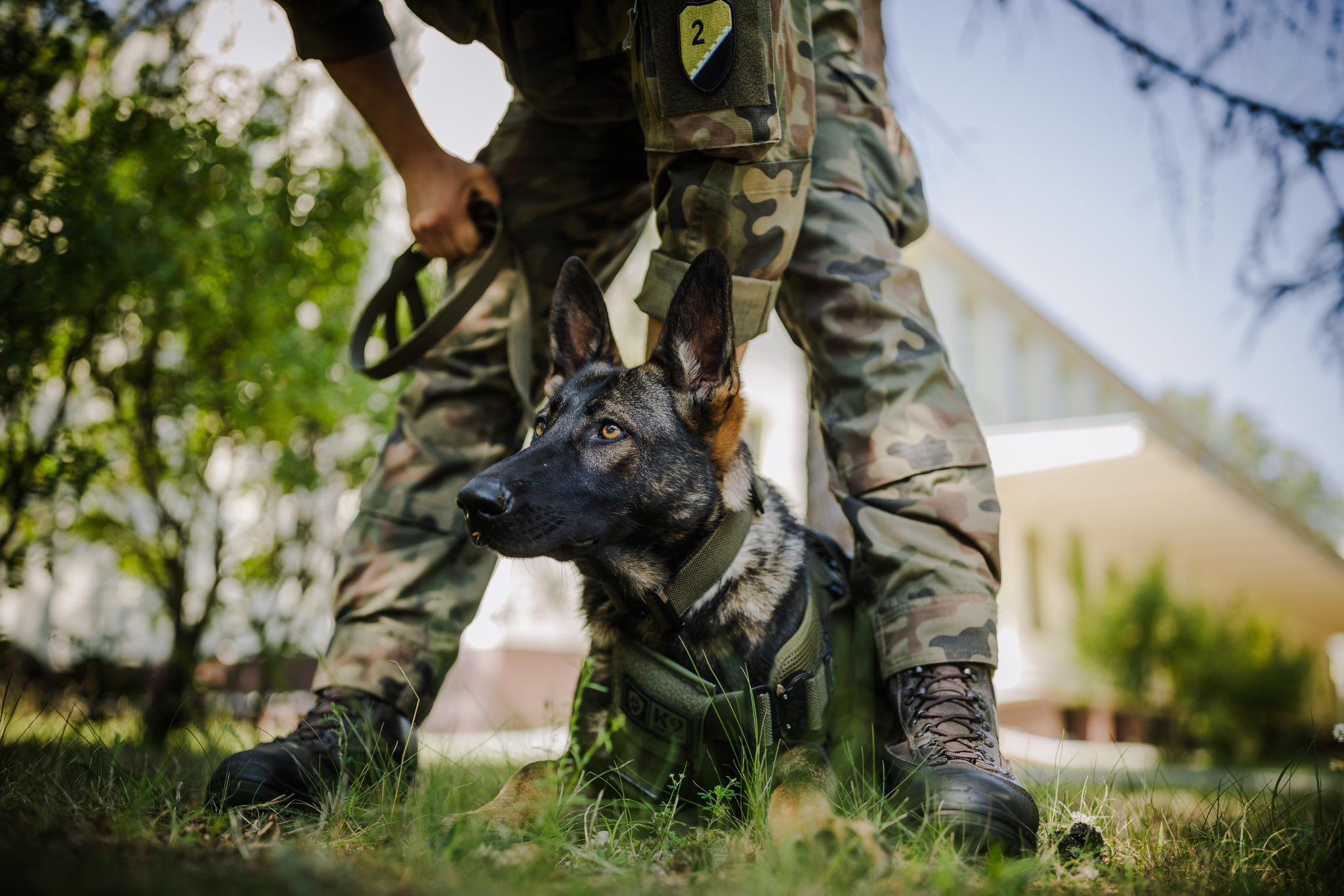2048x1366 Jamming on X: ”Polish military dog