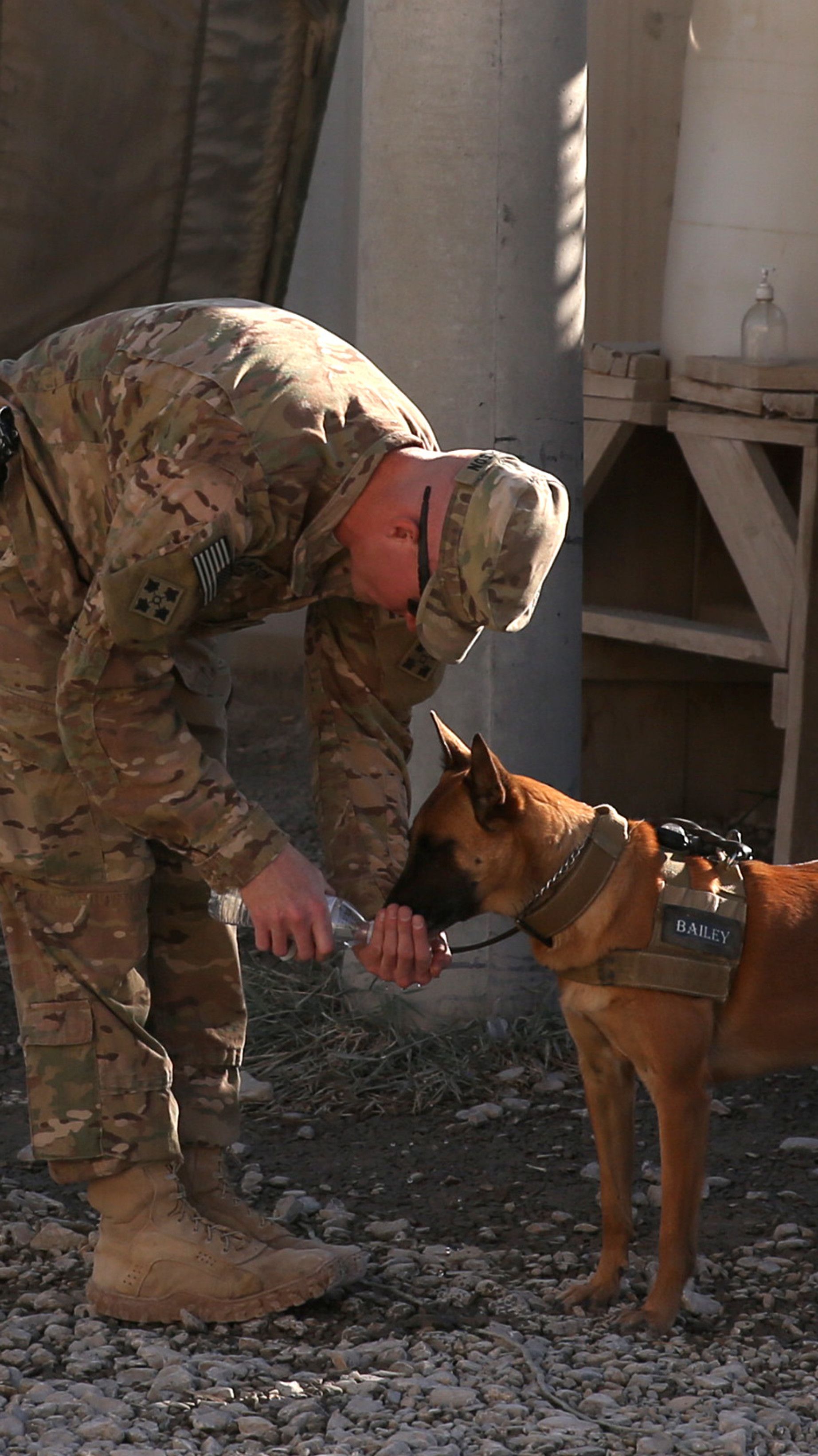 1845x3285 rescue US military dogs