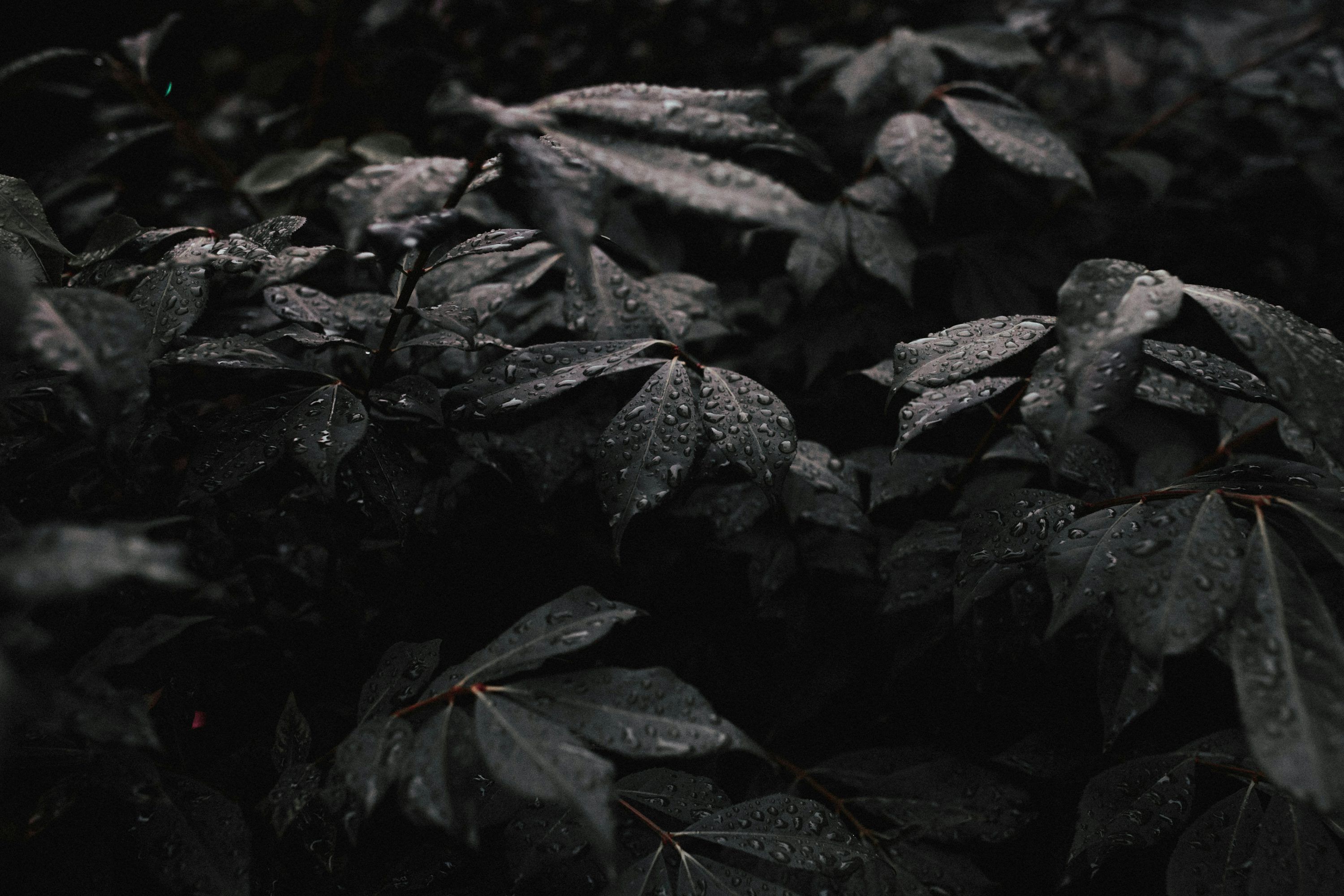 3000x2000 Dark Leaf Picture. Download Free