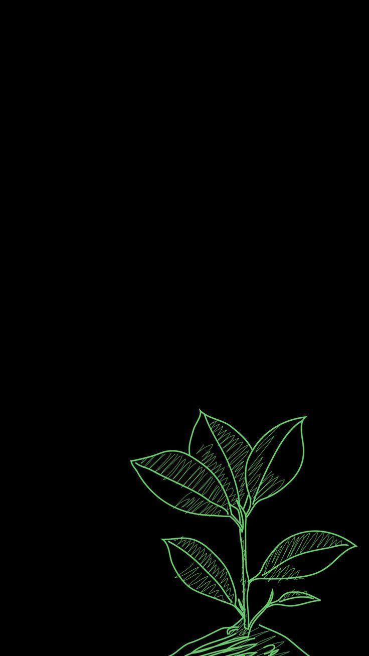 736x1308 Small Plant