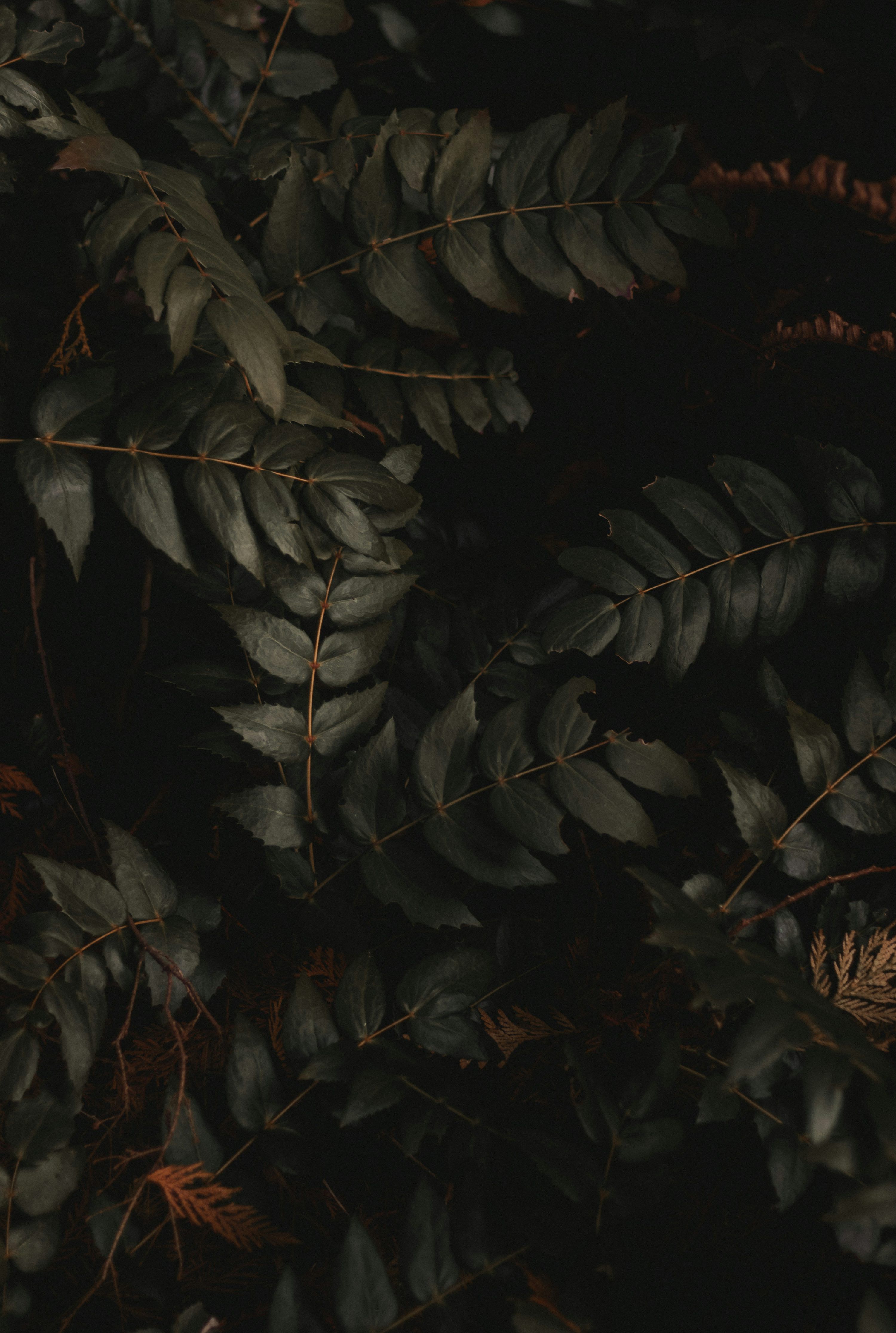 3000x4460 Black Leaves Picture
