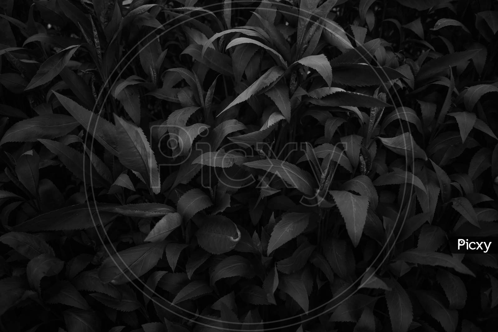 1600x1067 Detail Plants YV948691 Picxy