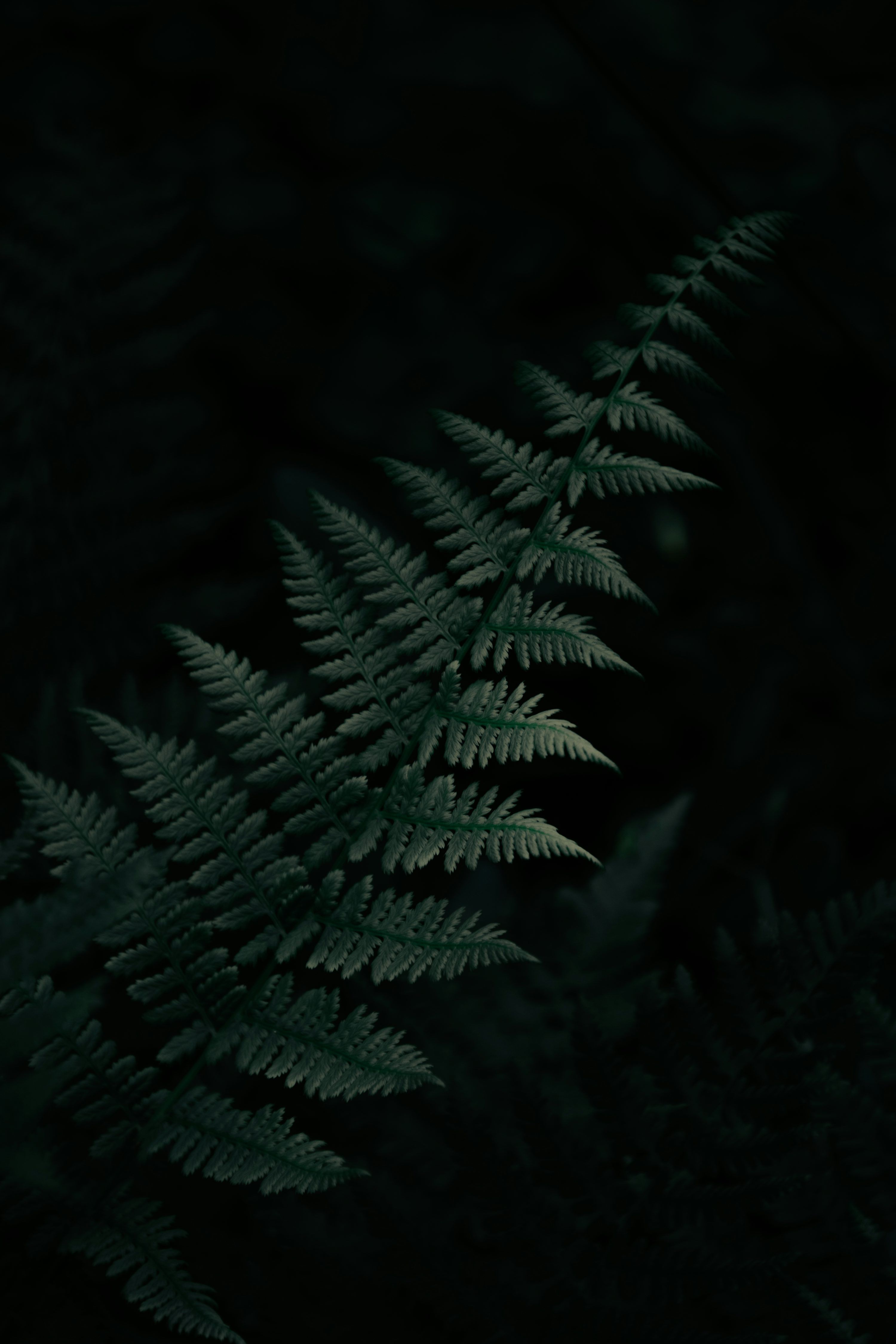 3000x4500 Dark Plant Picture. Download