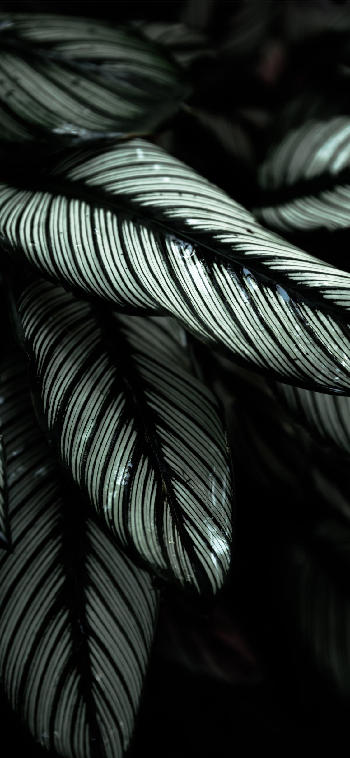 1125x2436 black leafed plants iPhone X Wallpaper