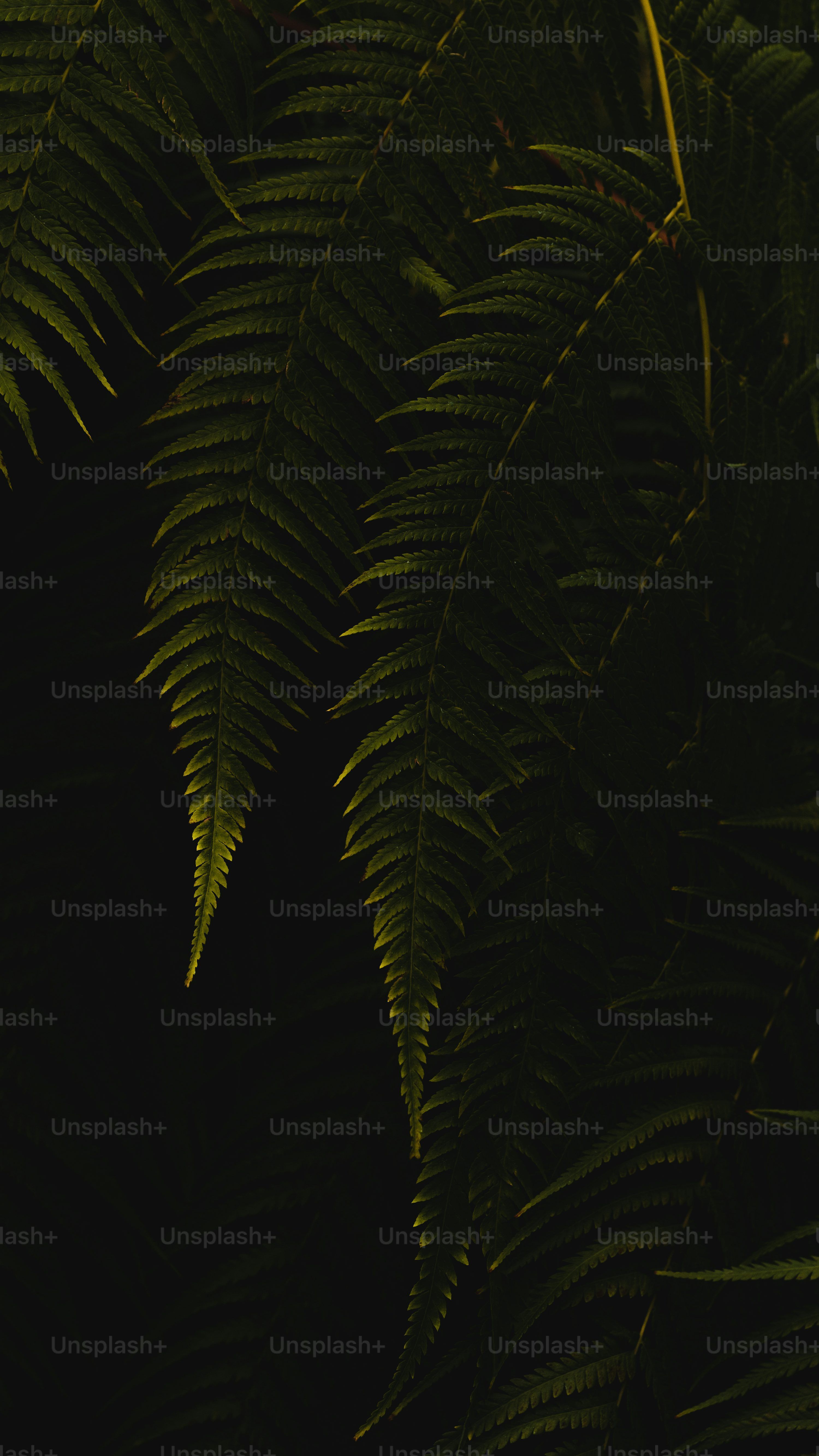 3000x5333 Dark Plant Picture. Download