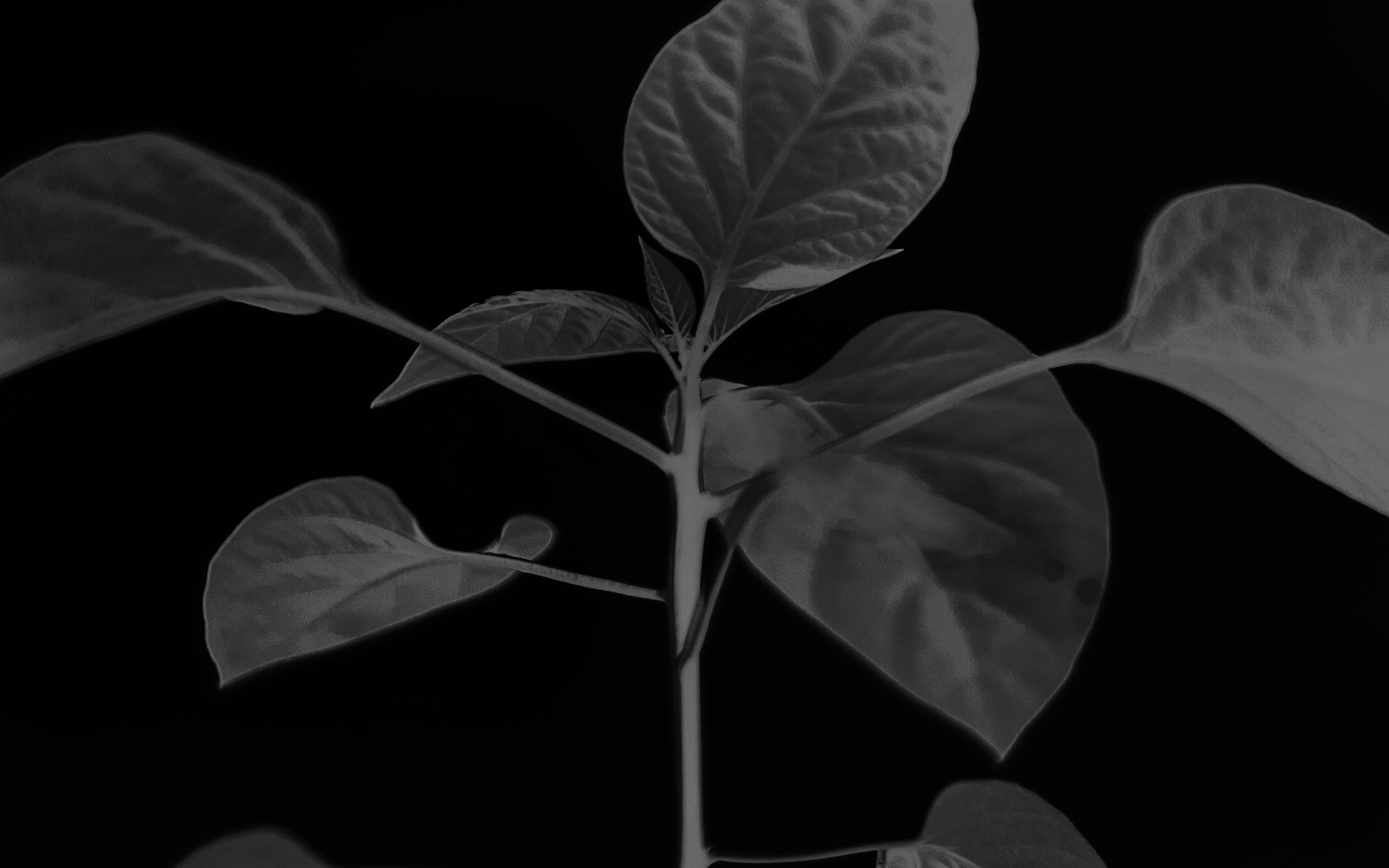 3840x2400 Flower Leaf Simple Minimal Nature