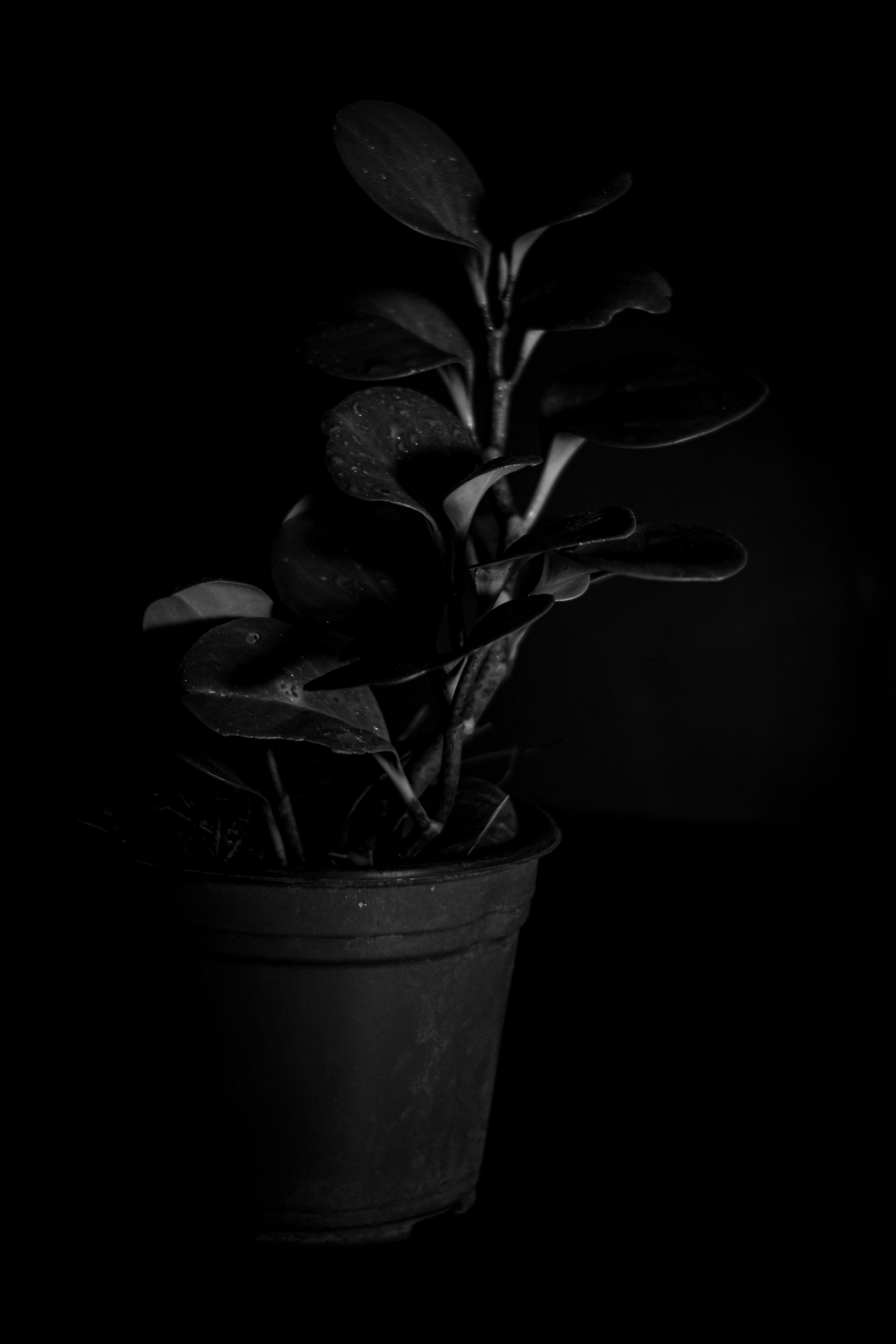 3109x4664 Photo of Plant in a Pot · Free