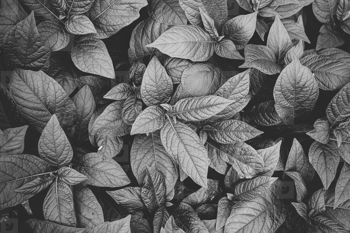 1184x789 Top view of plants. Nature full frame
