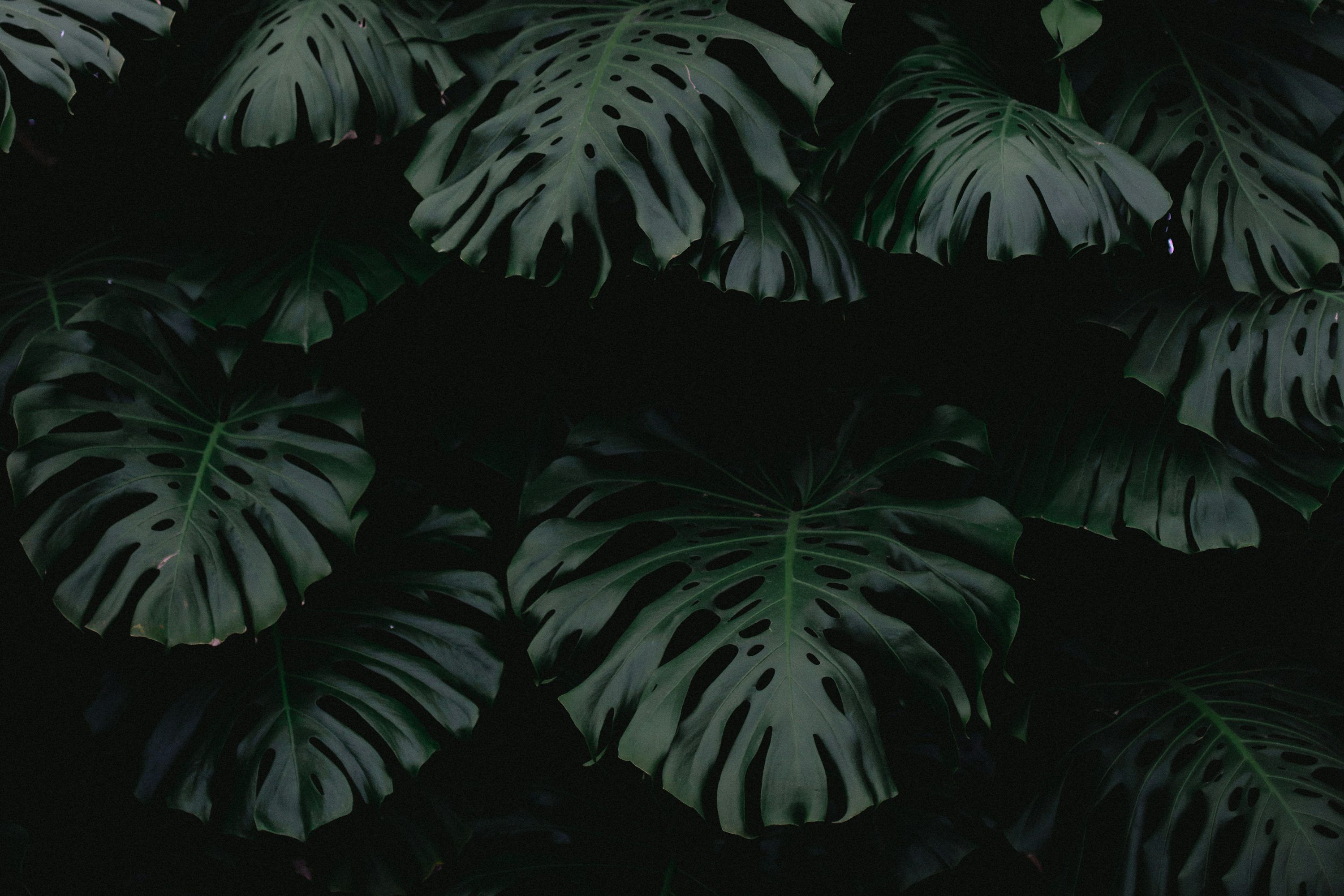 3000x2000 Dark Green Plant Picture. Download
