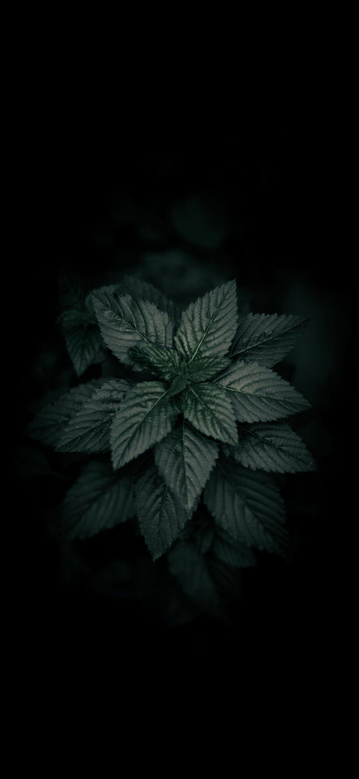 1182x2560 Leaves Wallpaper 109 image