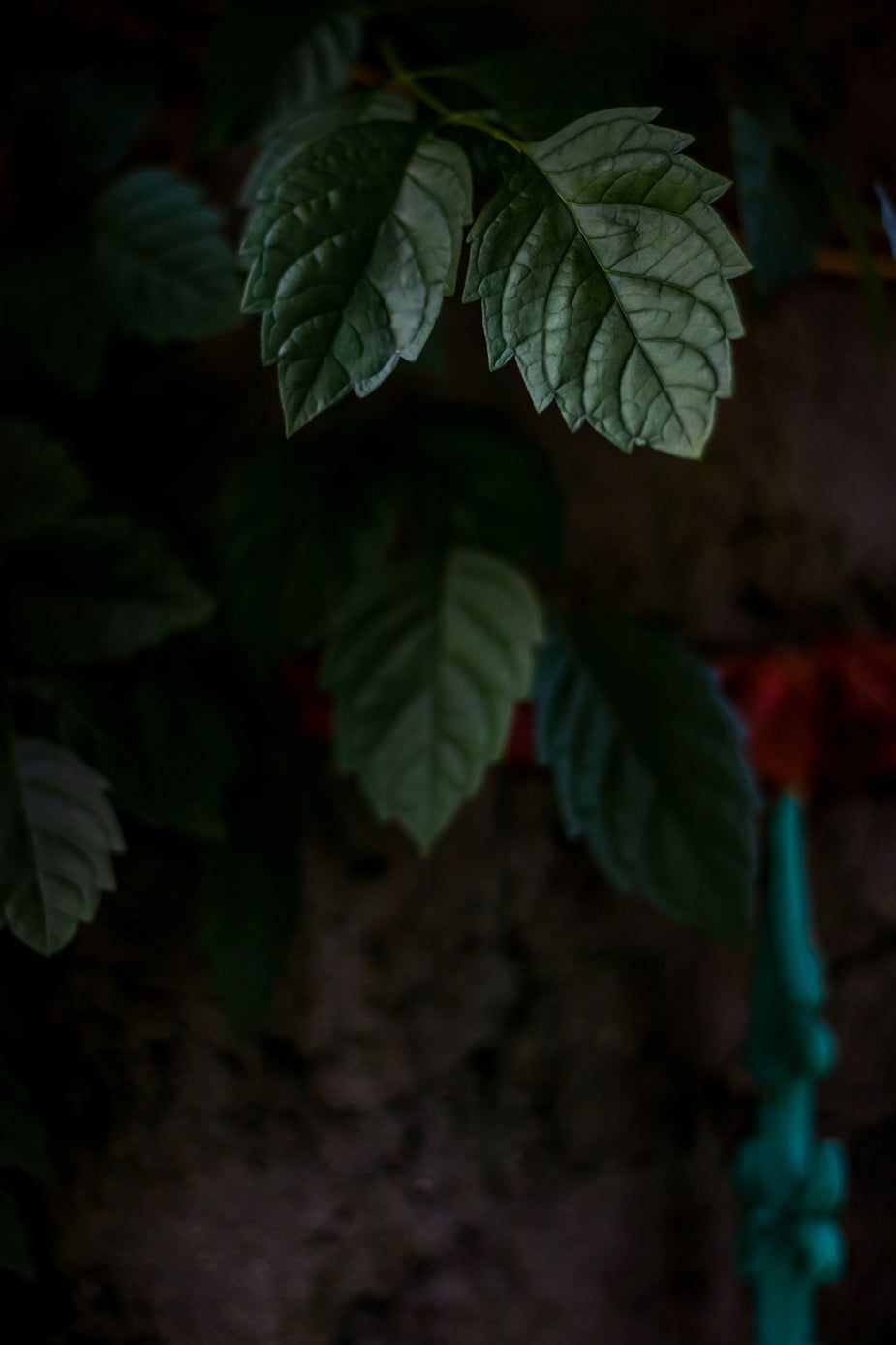 925x1388 Black Background And Green Leaves