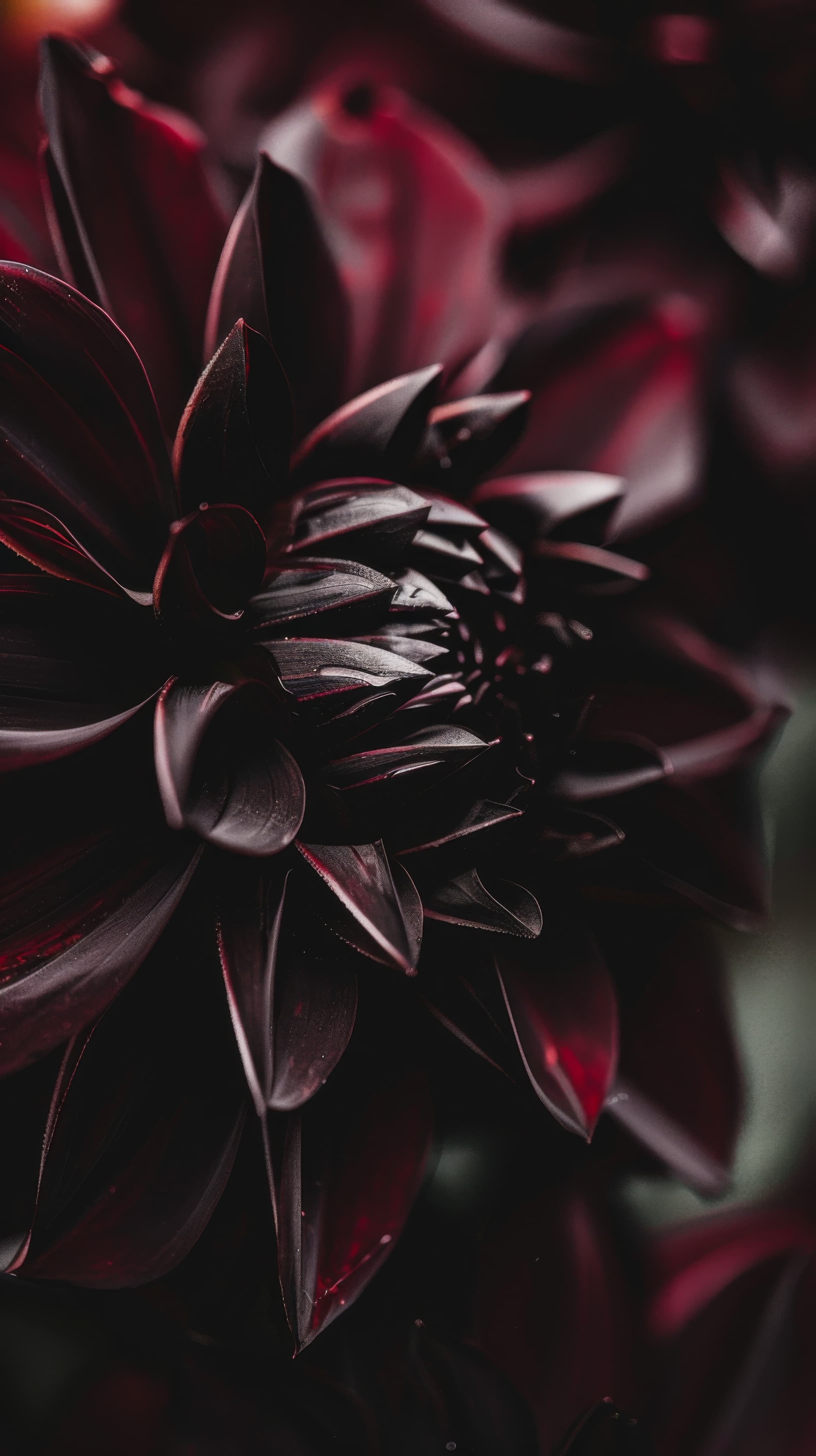 2448x4368 black dahlia flower, dark flower