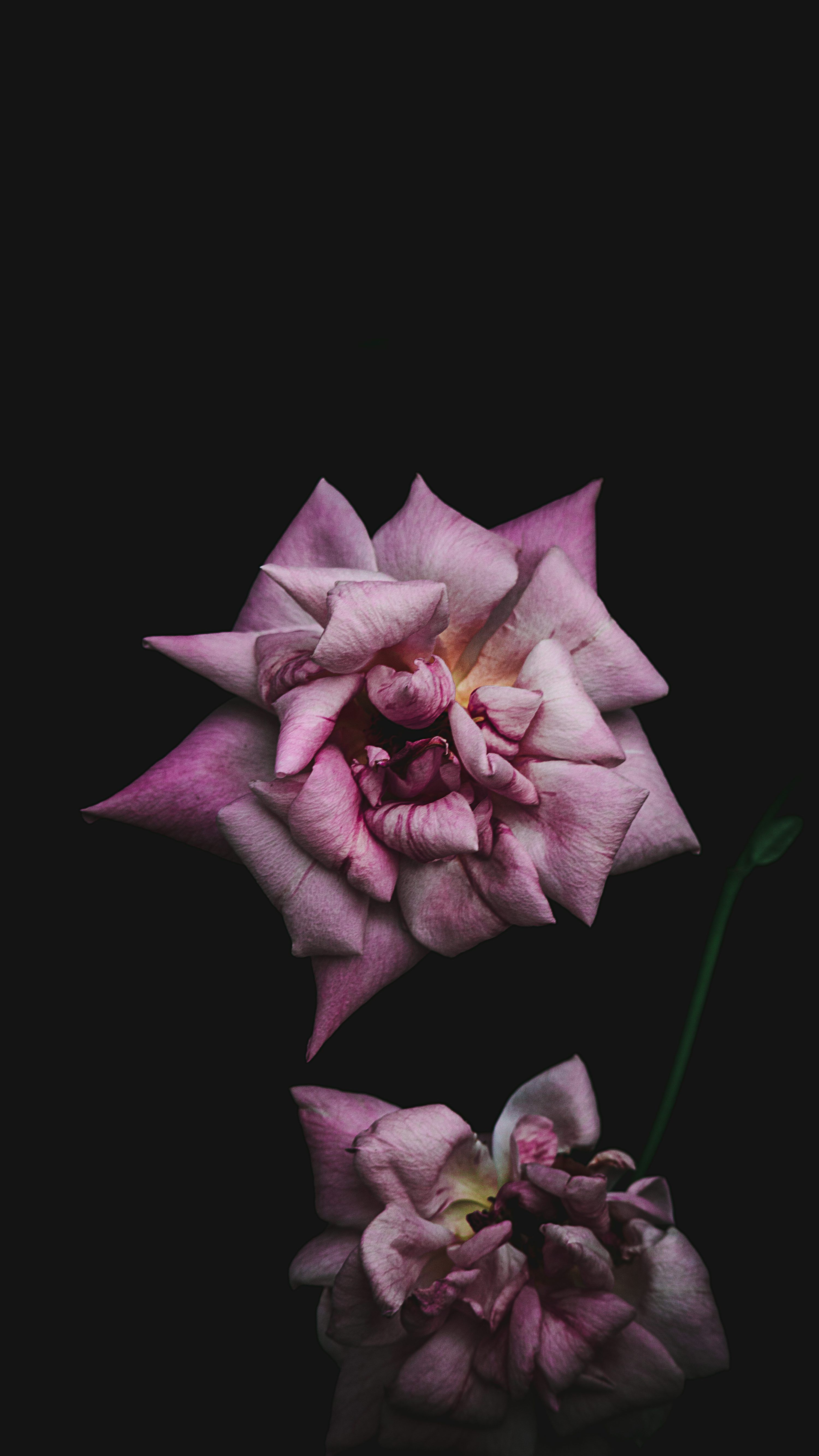 3000x5332 Dark Plant Picture. Download