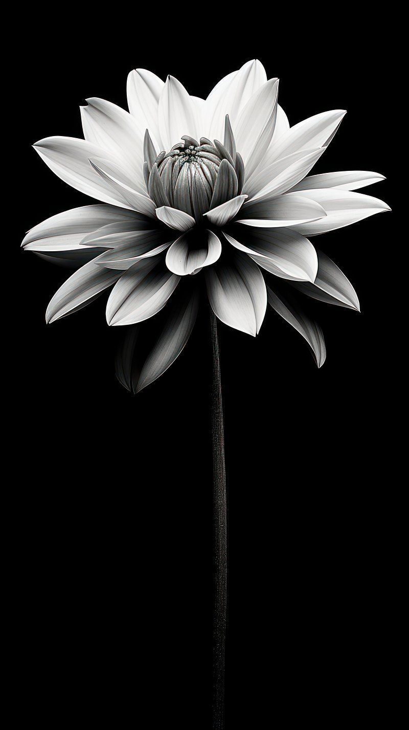 800x1427 Dark aesthetic flower wallpaper dahlia