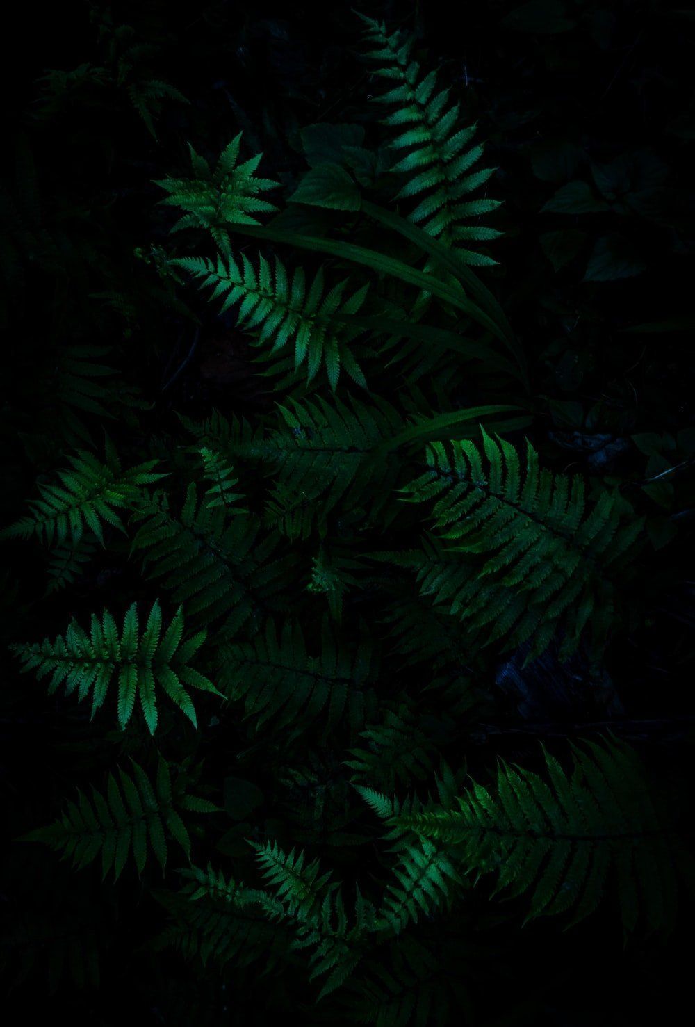 1000x1477 Dark Plant Wallpaper