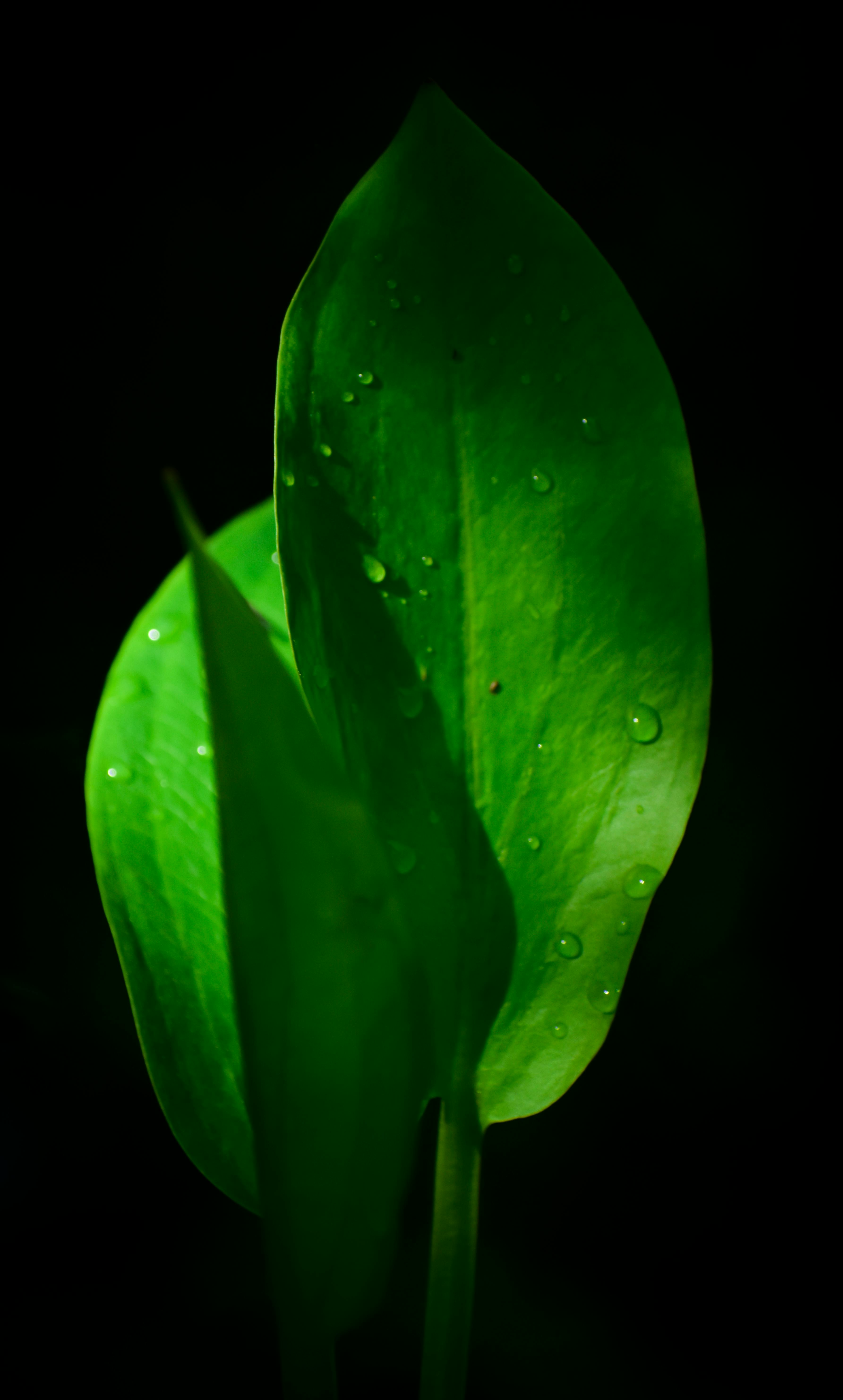 3569x5930 Lush green plant leaves on black