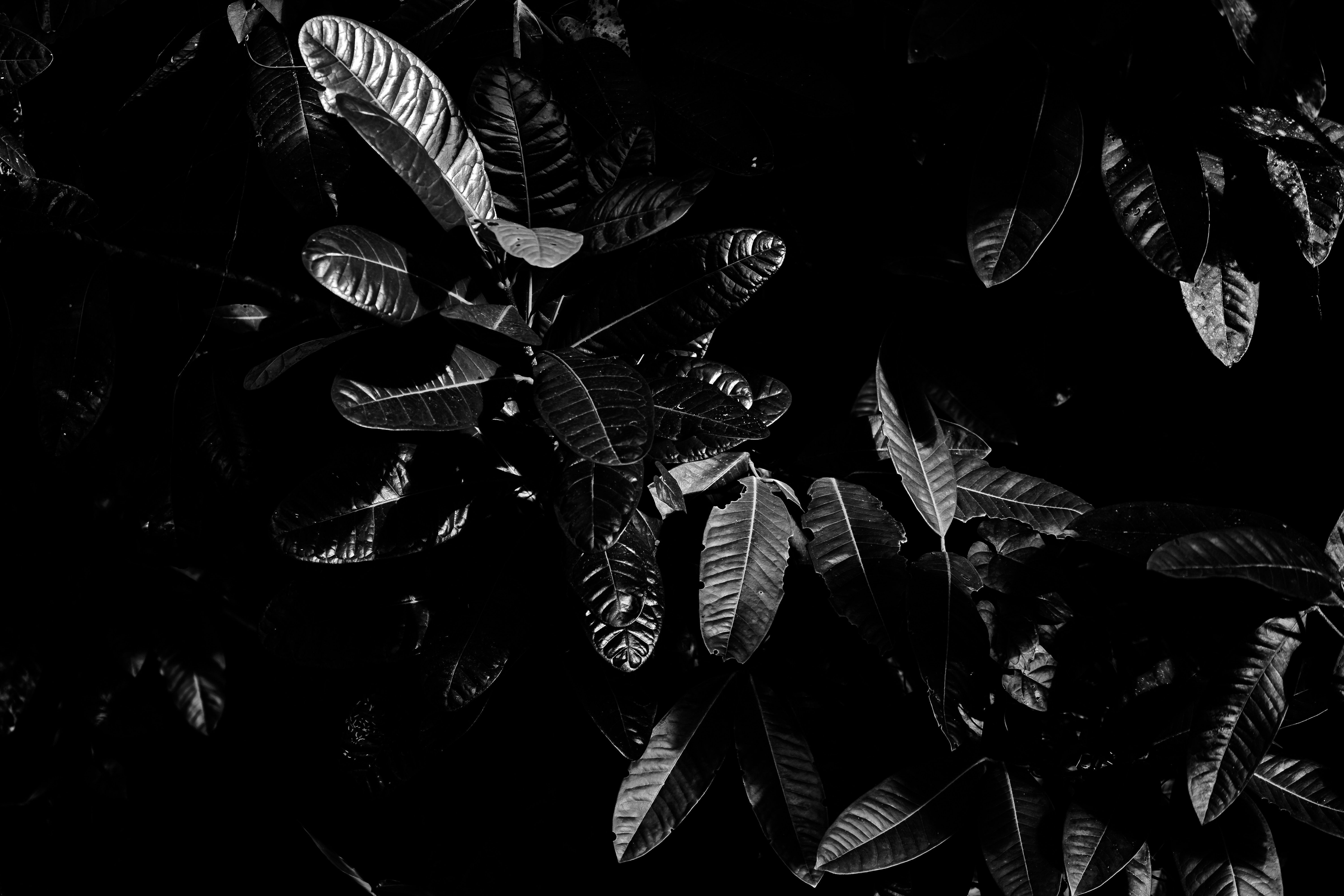 6000x4000 Wallpaper Leaf, Black, Plant, Darkness