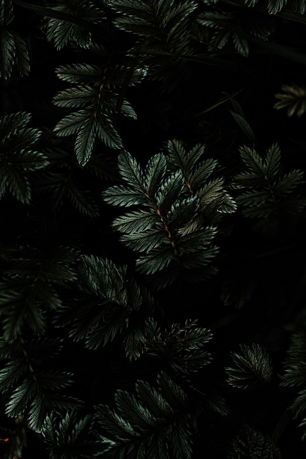 1000x1499 Dark Plant Wallpaper