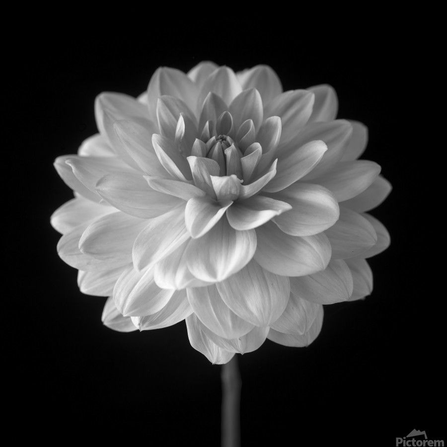 900x900 Dahlia flower on black background