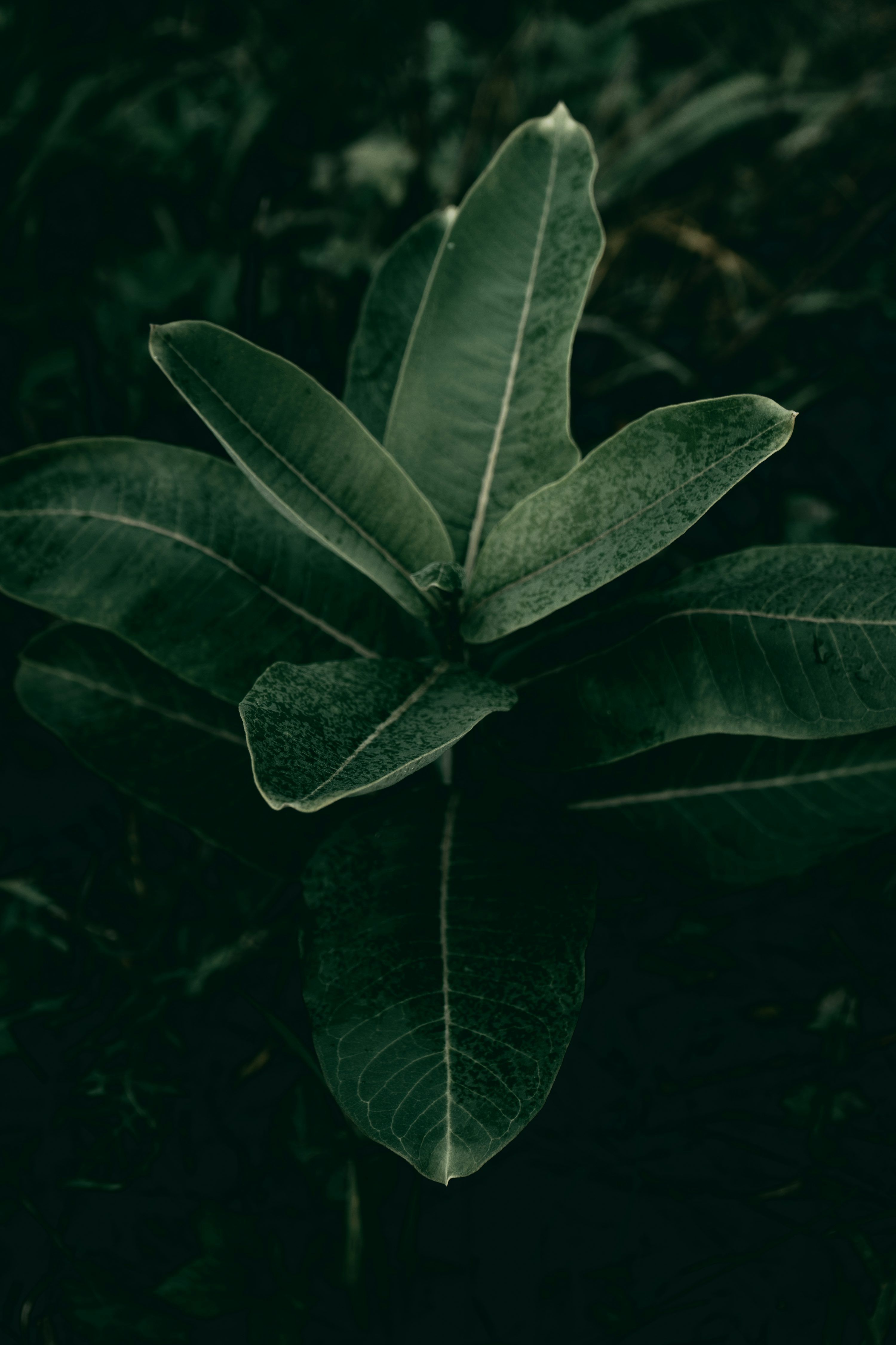 3000x4500 Dark Plant Picture. Download