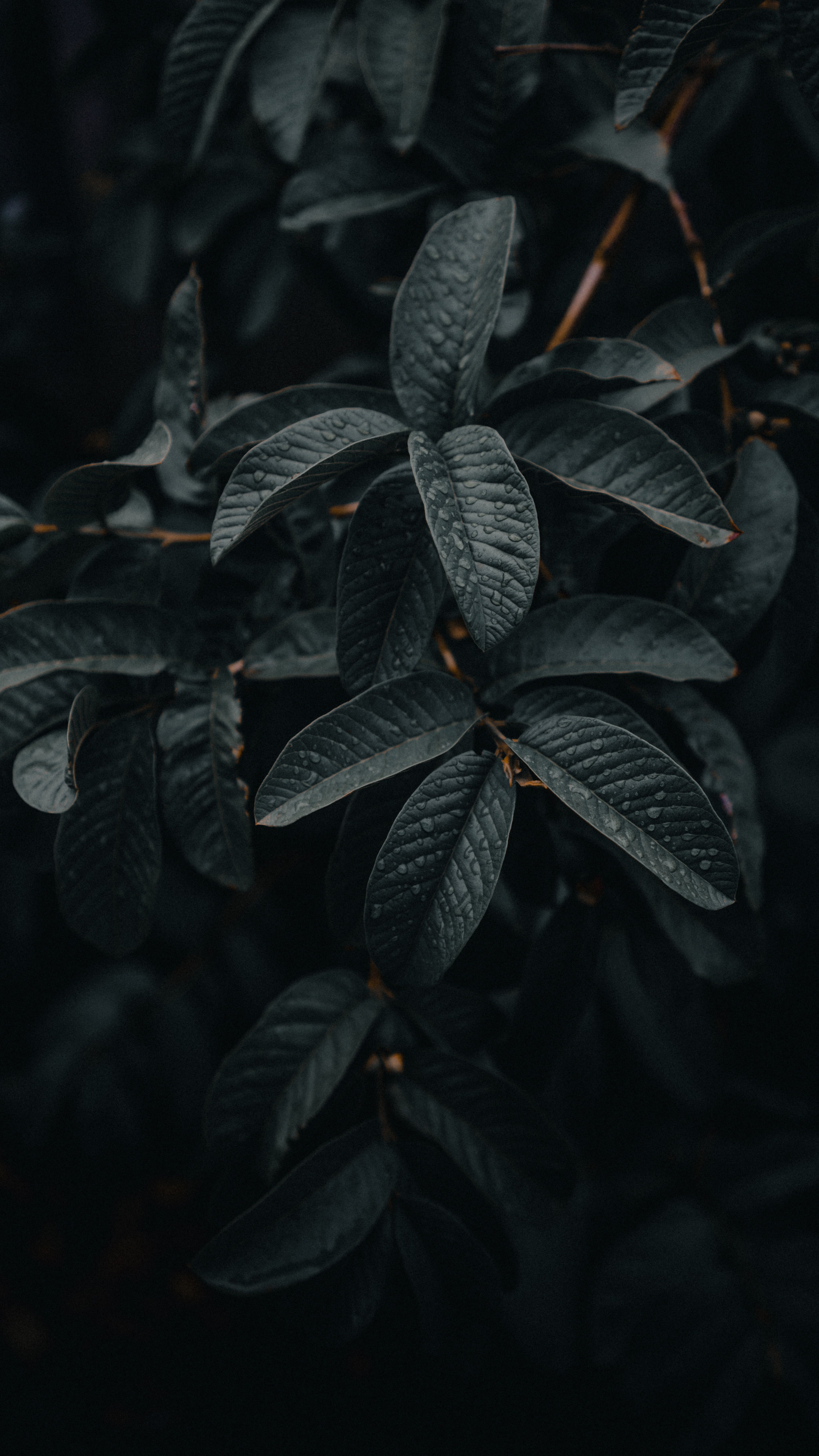 4473x7952 Download Plant wallpaper for mobile