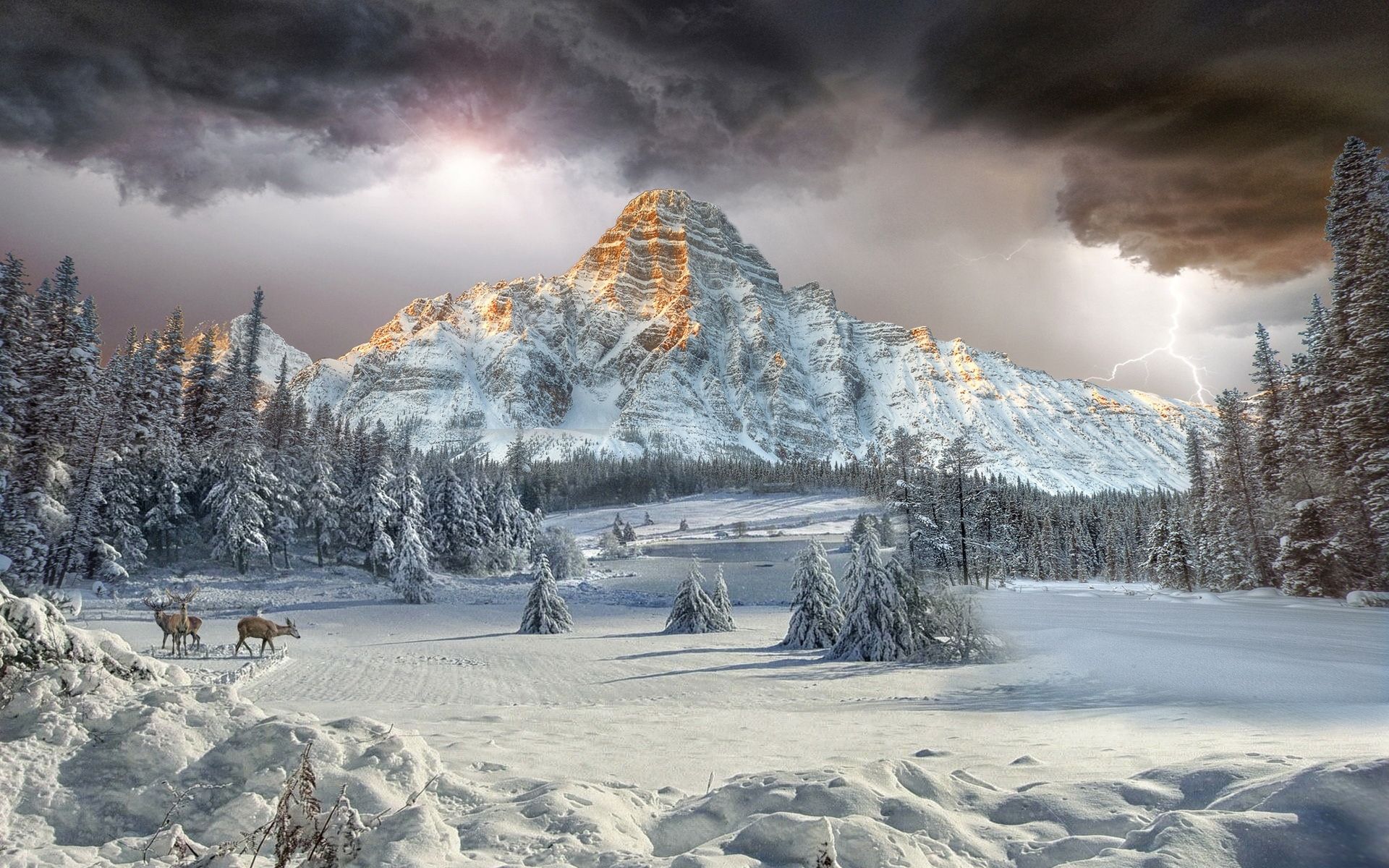 1920x1200 Deer Snow Tree Canadian Rockies Valley