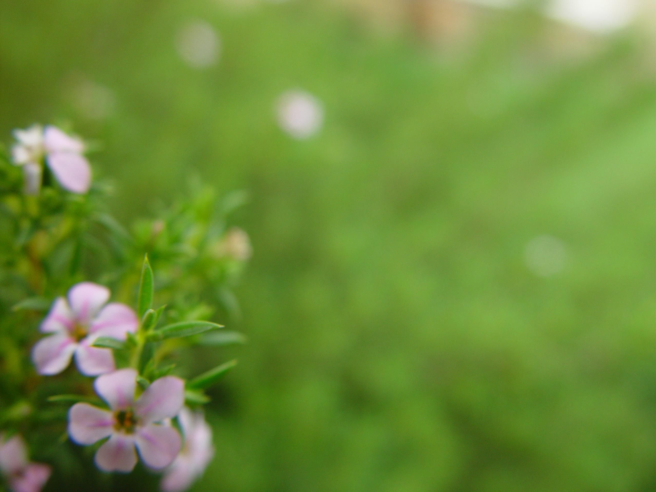 2560x1920 Small flowers bottom left light