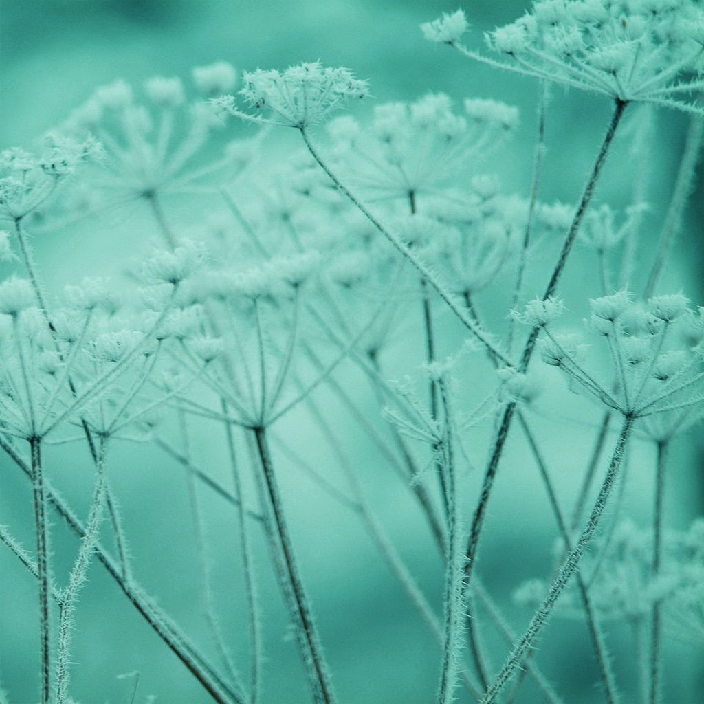 1024x1024 Ipad Snow Winter Flower Green