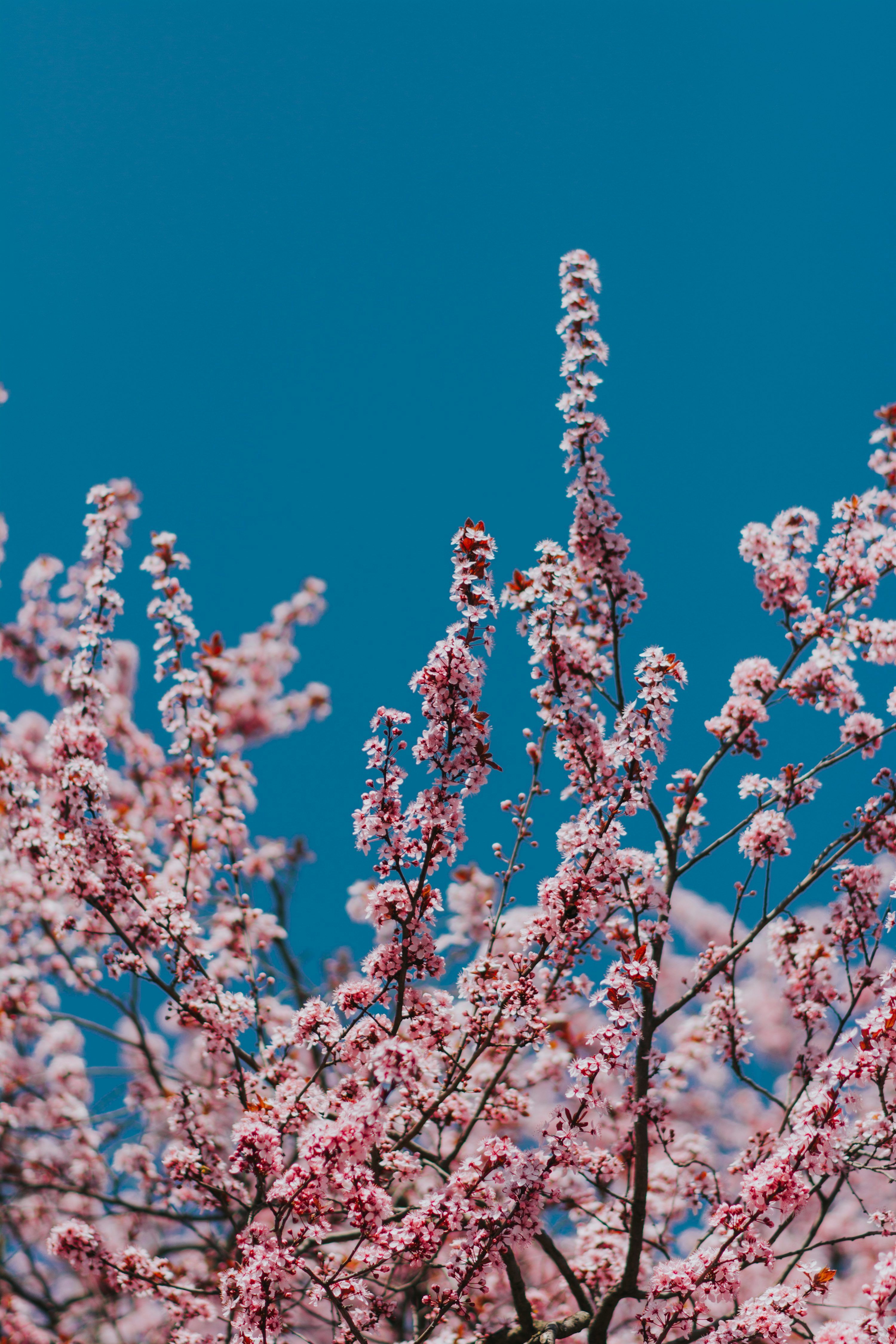 3000x4500 Cherry Blossom Wallpaper: Free HD