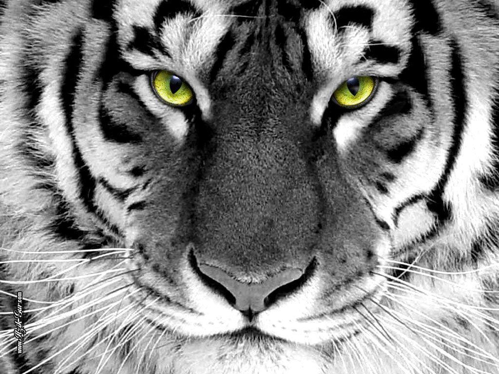 1024x768 New Tiger Photo and Picture, Tiger HD Wallpaper