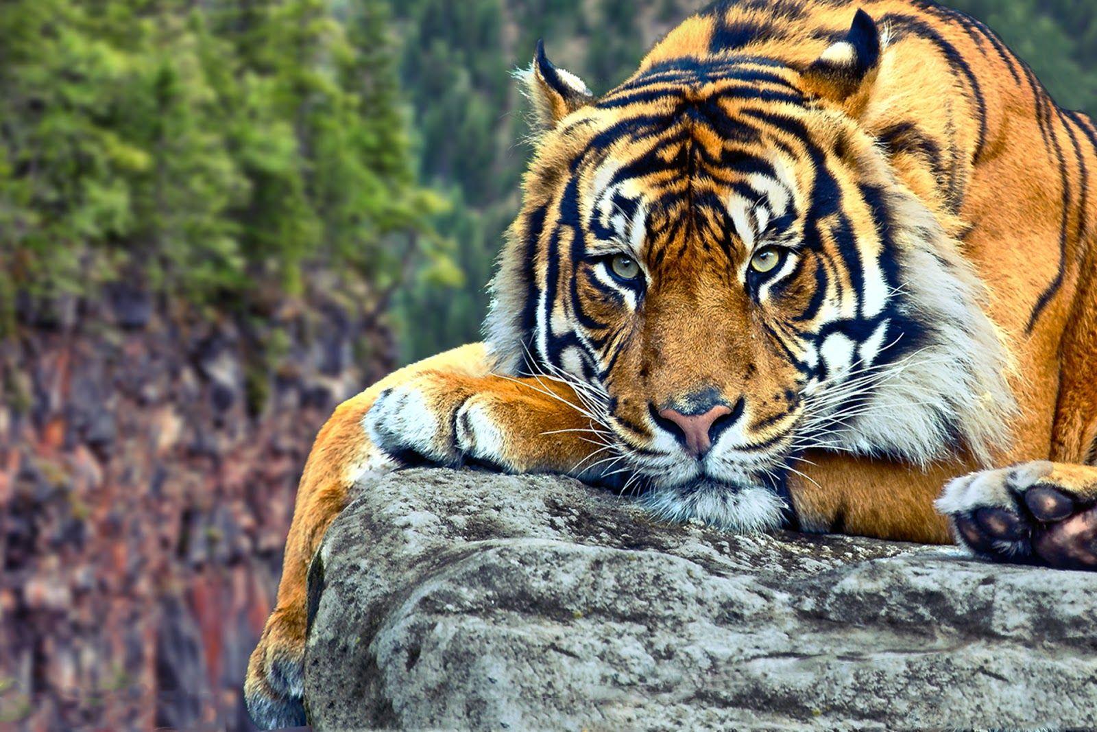 1600x1067 Tiger Image Wallpaper 001