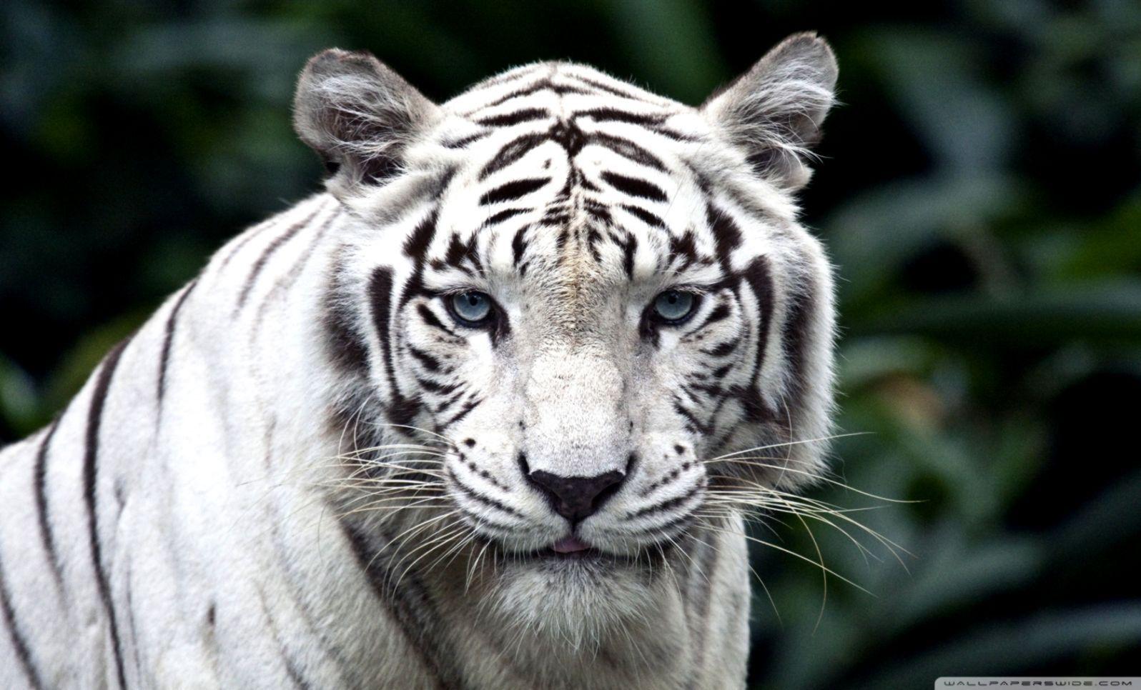 1596x966 Wallpaper HD White Tiger