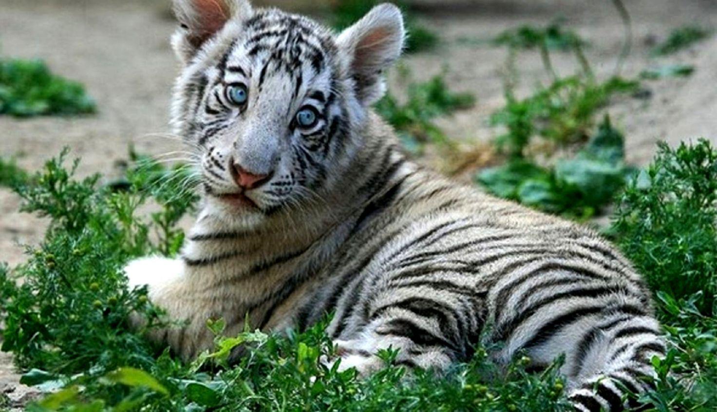 1472x846 White Tiger Cubs Wallpaper HD