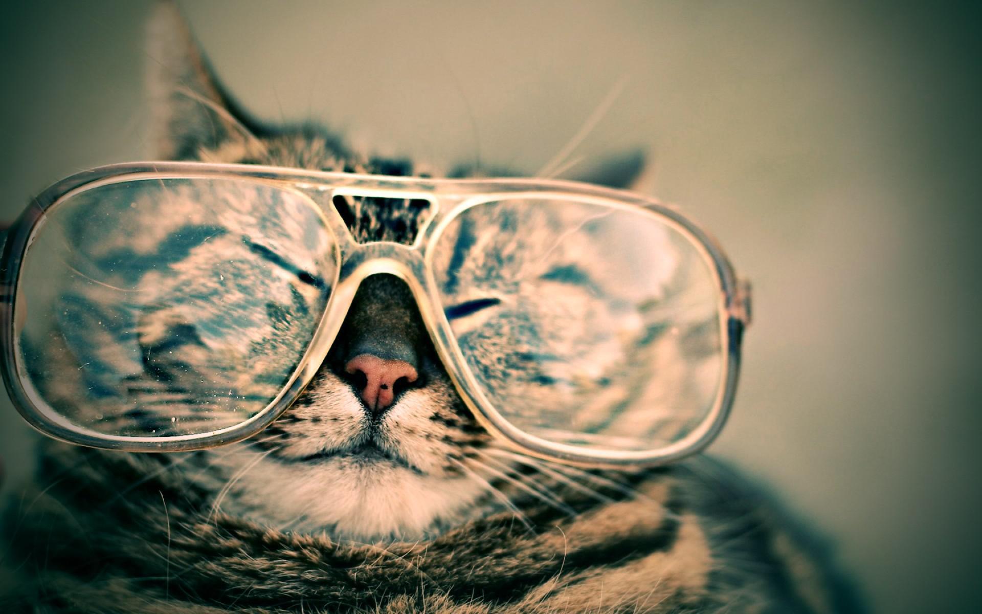 1920x1200 Funny Cat With Glasses HD