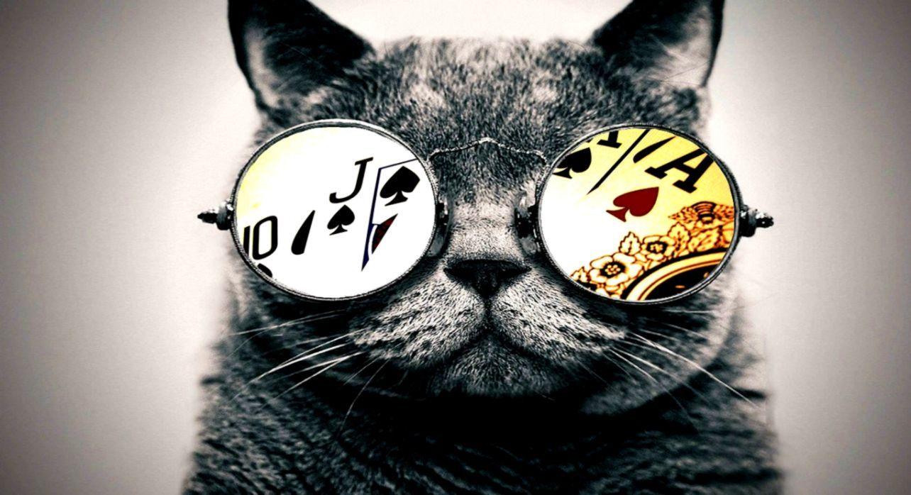 1284x698 Cat Glasses Wallpaper HD