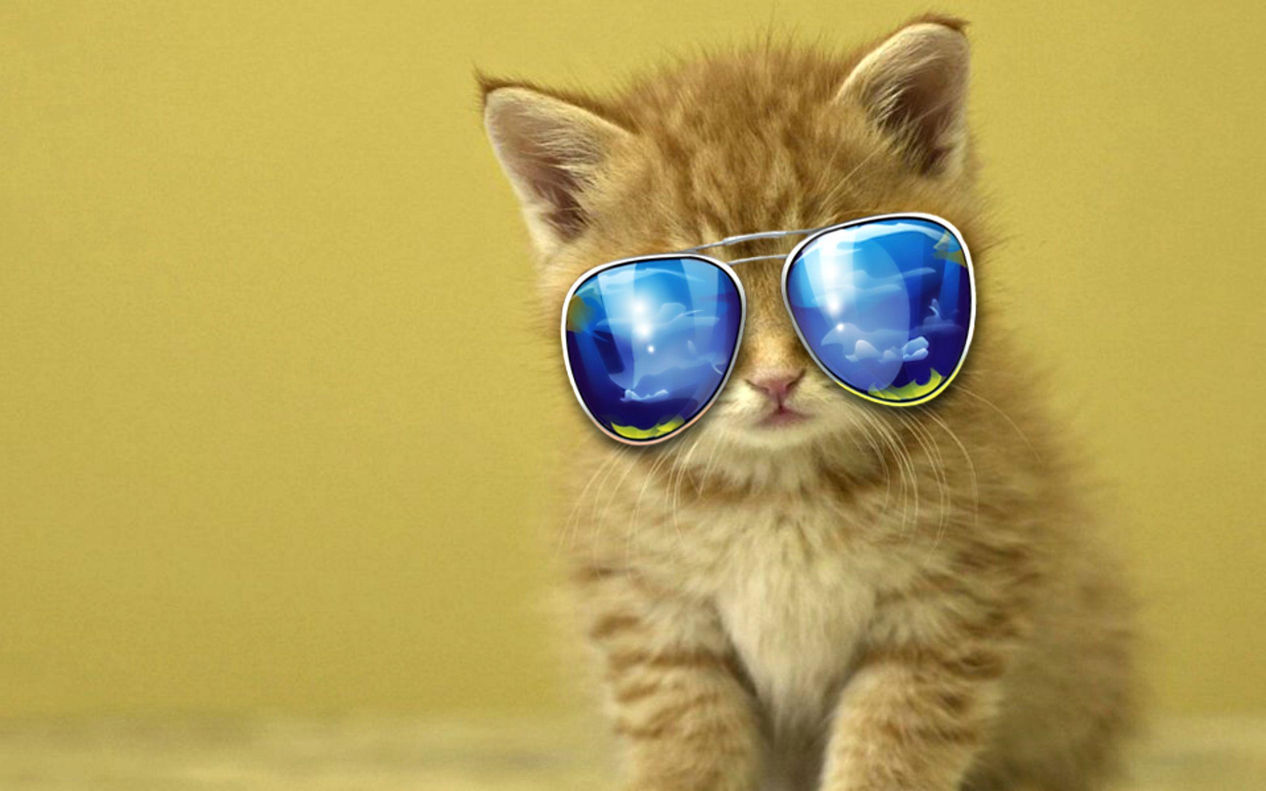 Cat with Glasses HD Wallpapers - Top Free Cat with Glasses HD ...