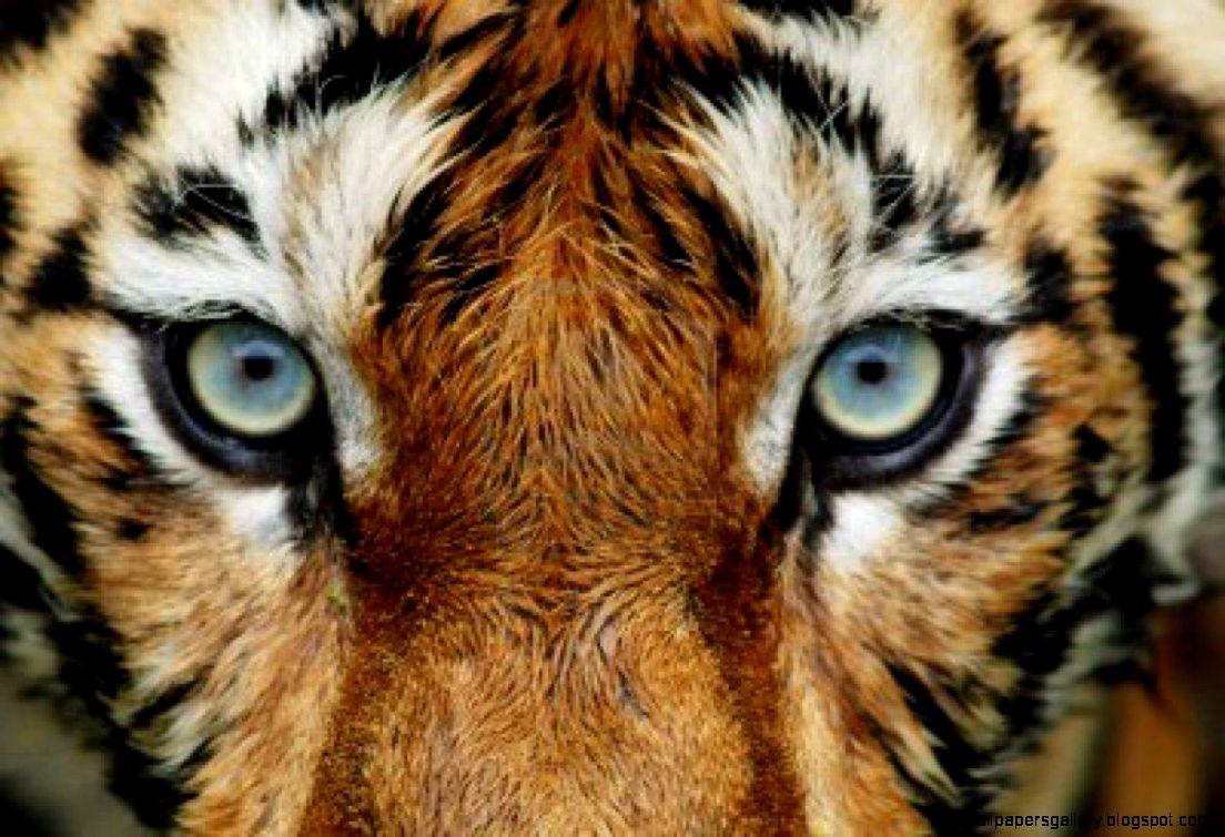 1104x755 Tiger Face Wallpaper HD