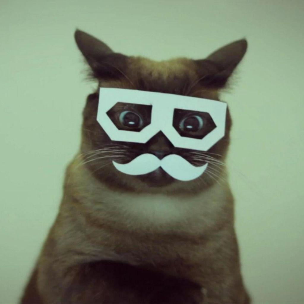 1024x1024 Funny Cat Moustache Glasses iPad Wallpaper Of Rear