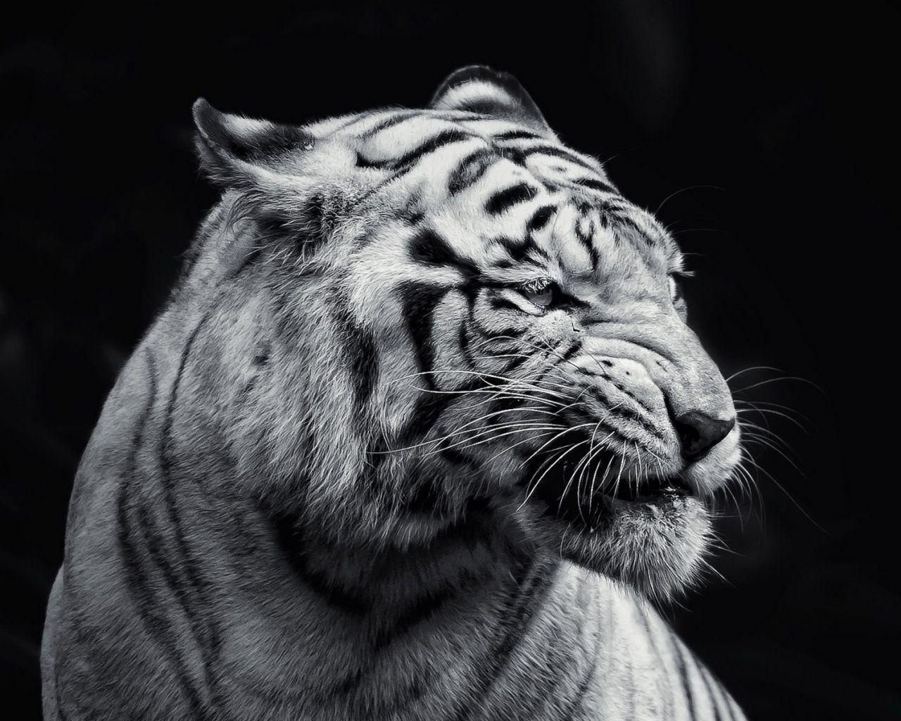 1280x1024 Tiger Wallpaper 1280x Online wallpaper, HD picture