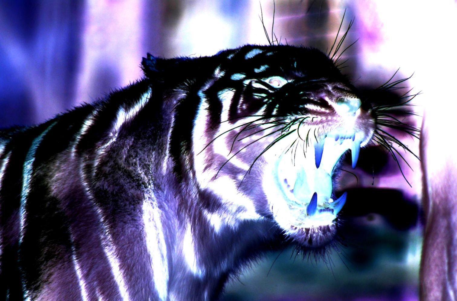 1512x997 3D Tiger Wallpaper
